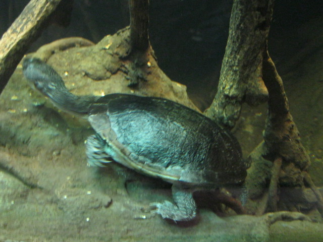 Turtle in Jungle World