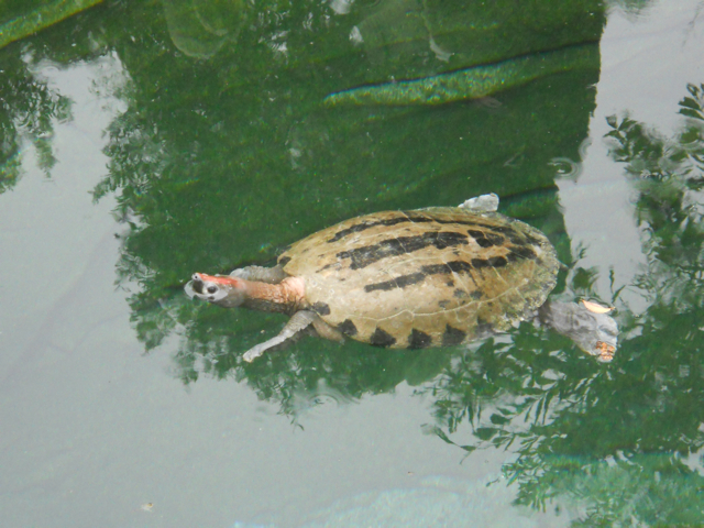 Turtle in old gharial exhibit