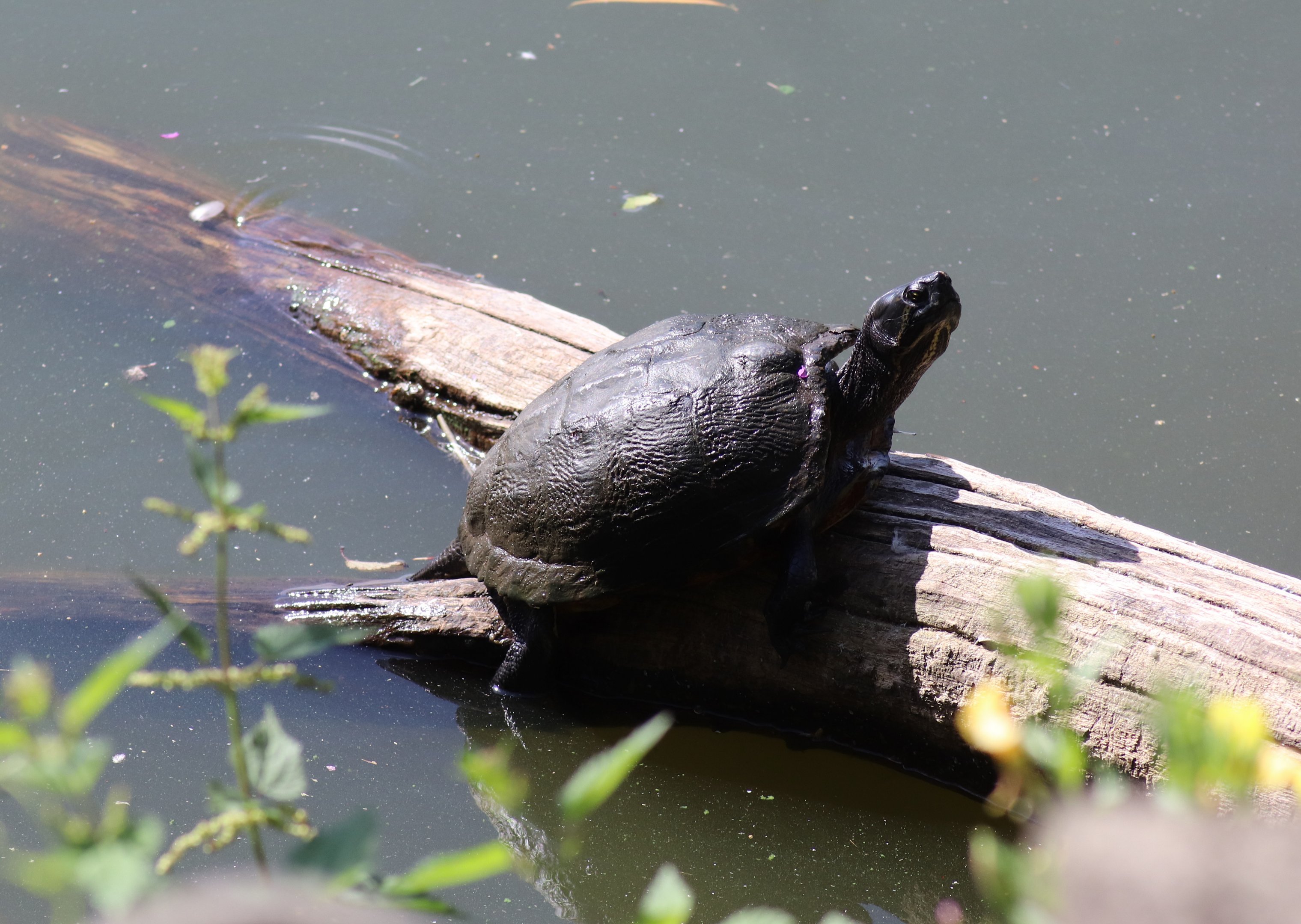 Turtle in the pond/lake Kranichsee