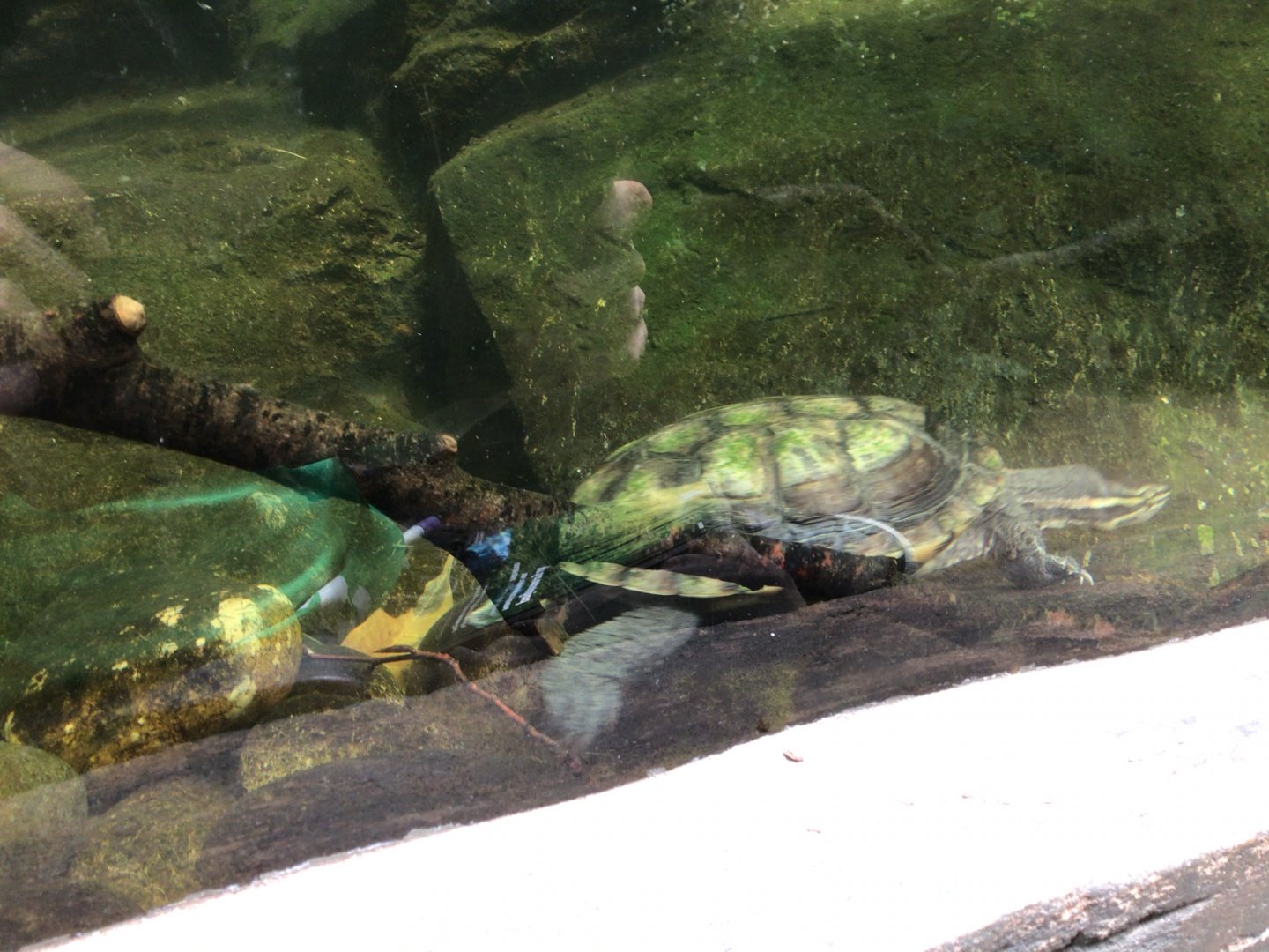 Turtle in the Reptile House at Paignton Zoo June 15th 2021
