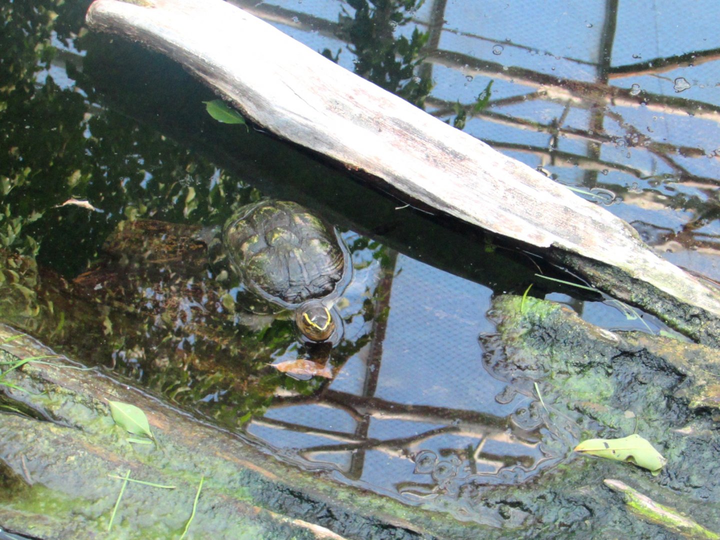 Turtle in the water/Indonesian Jungle Pavilion - July/2017