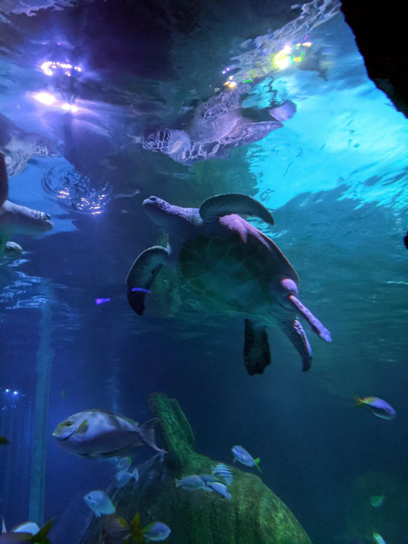 Turtle in Tropical Ocean