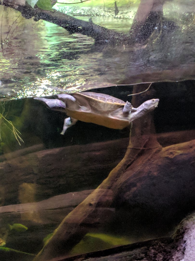 Turtle Indonesian Rainforest Pavillon Zoo Praha 2018