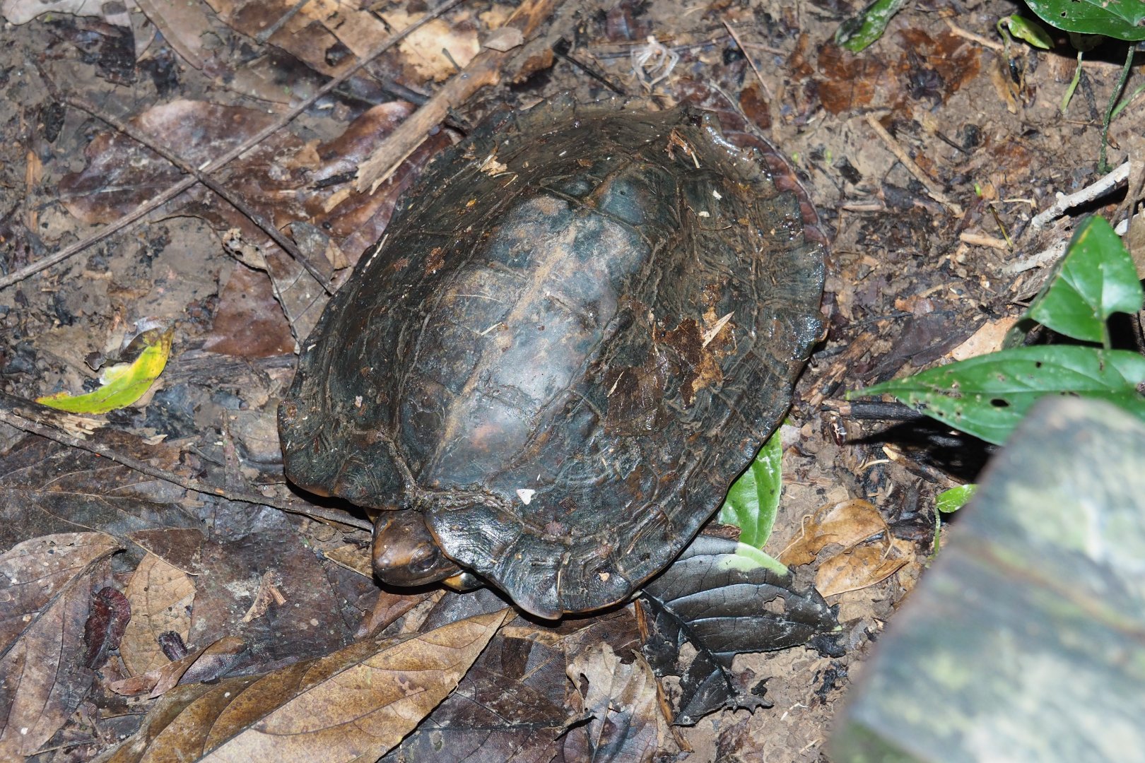 Turtle - Kinabatangan River, Sabah, Borneo