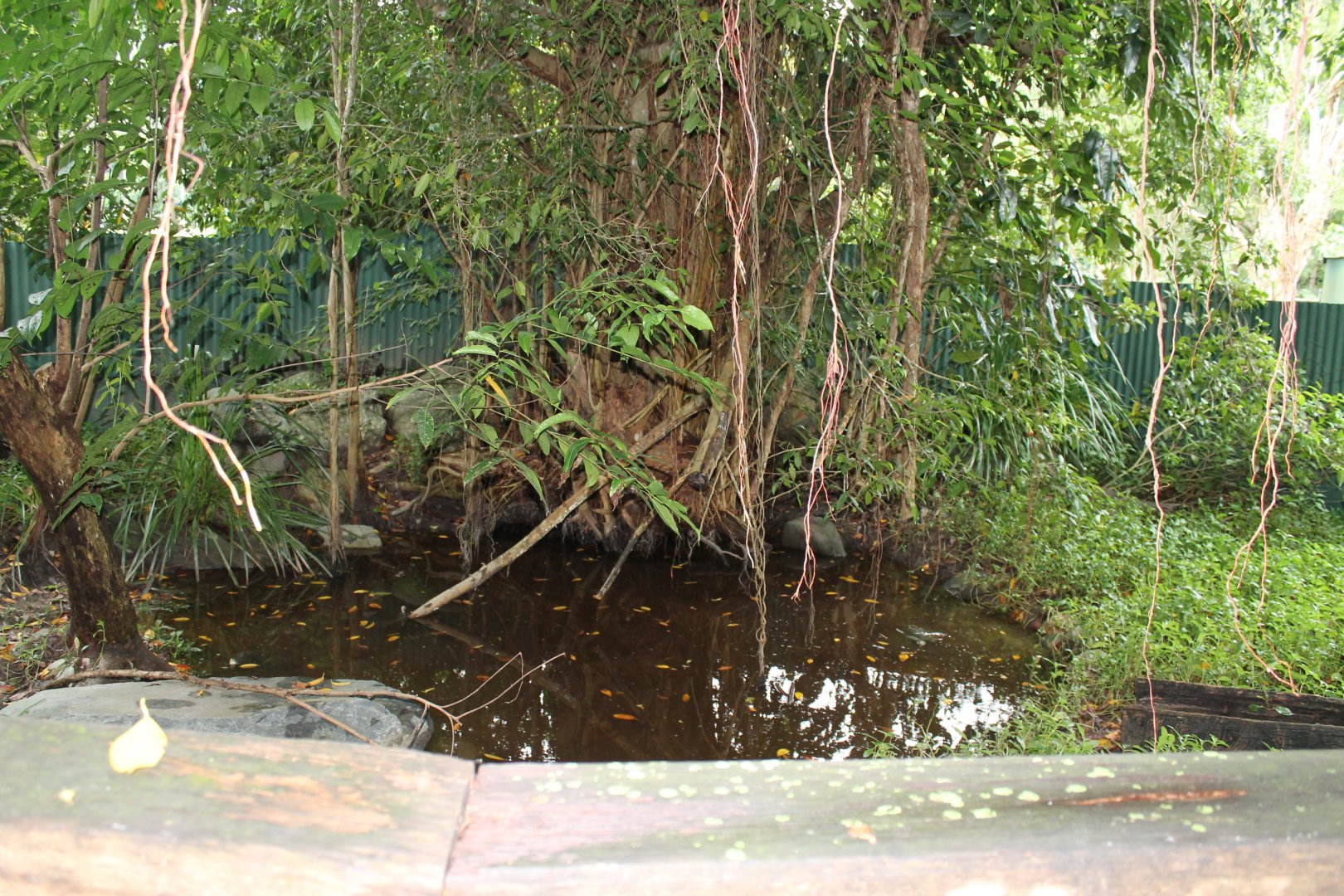 Turtle/Lace Monitor enclosure