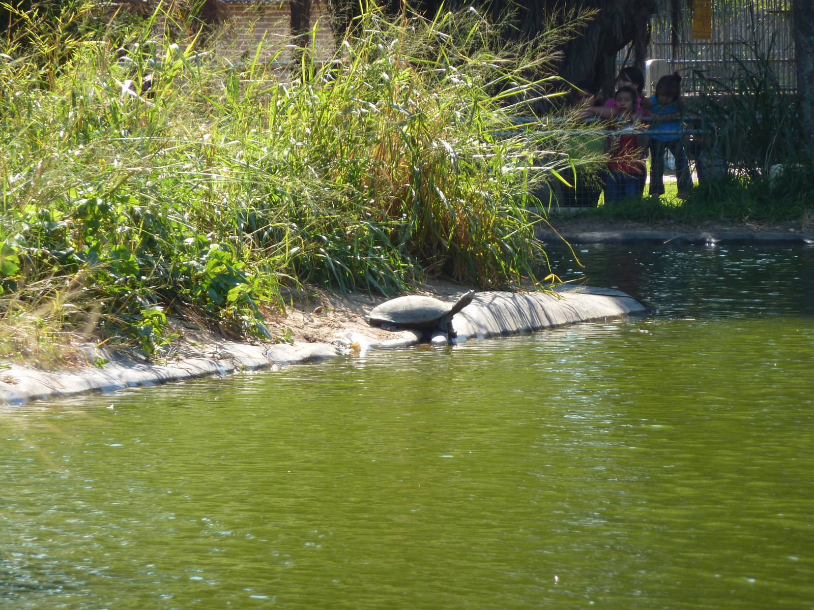 Turtle on monkey island