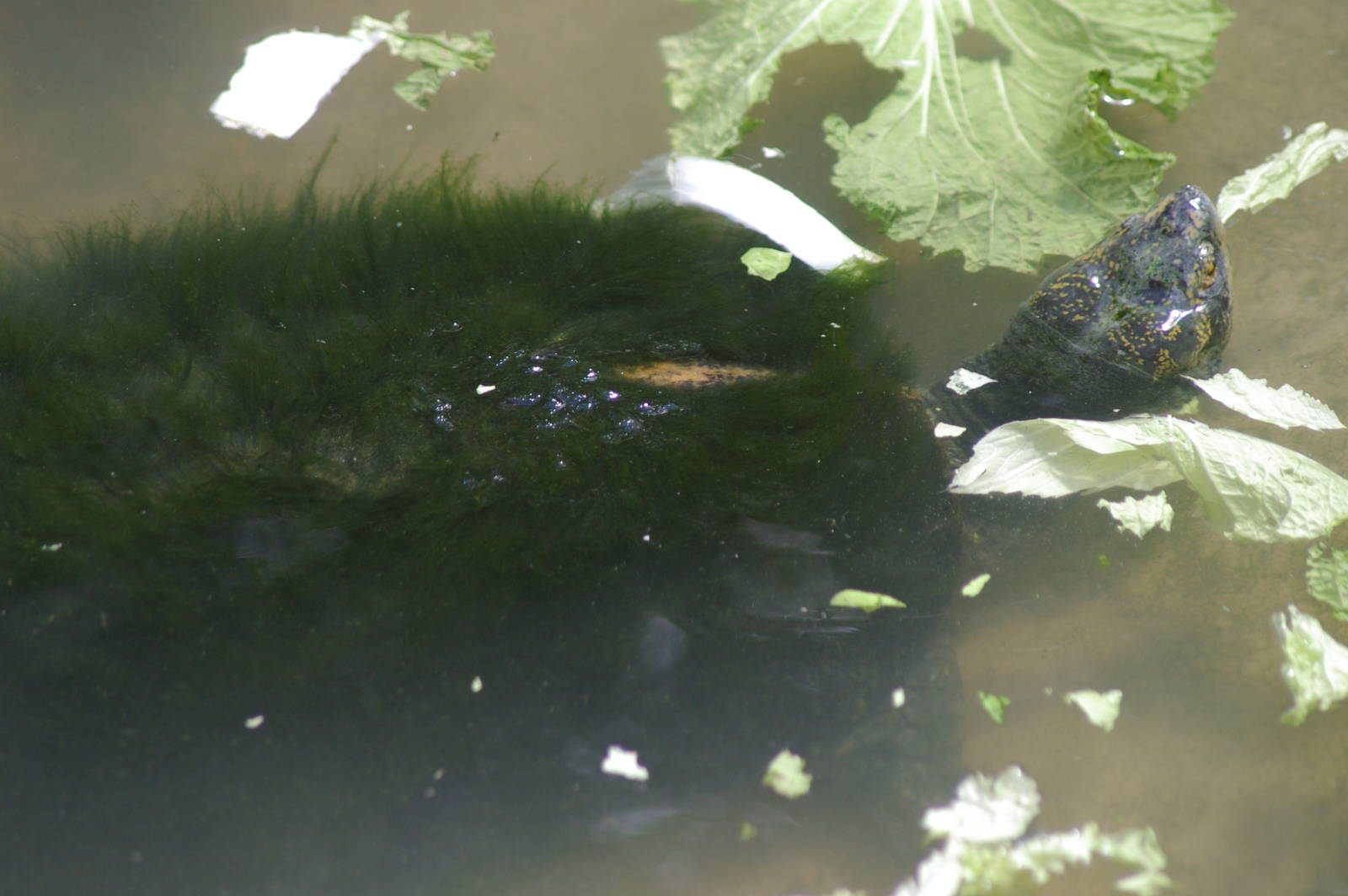 turtle overgrown with algae, Chiang Mai Zoo (Thailand)