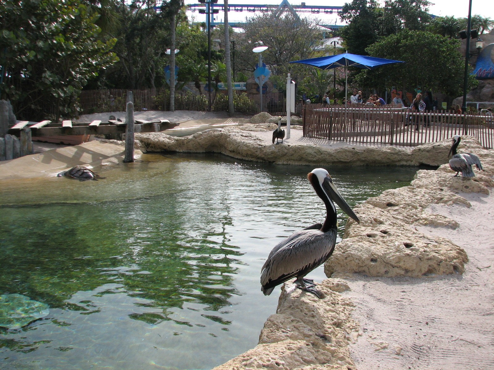 Turtle Point - Brown Pelicans