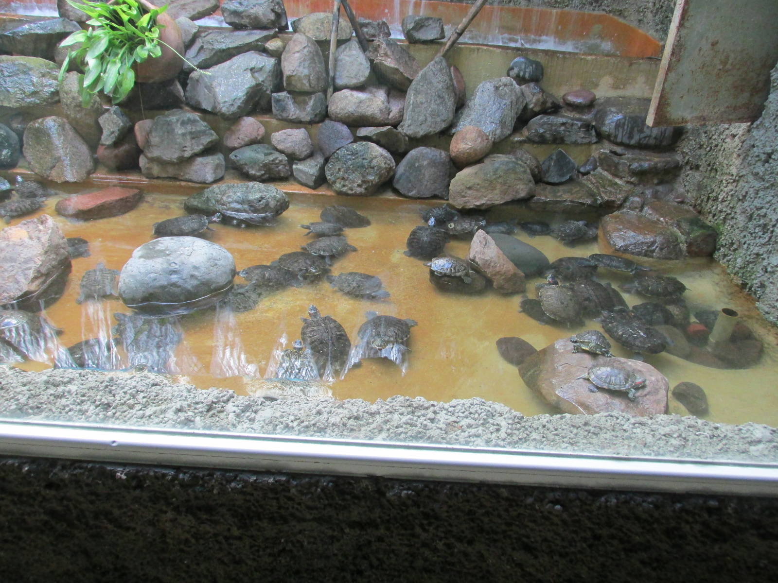 turtle pond acuario mendoza