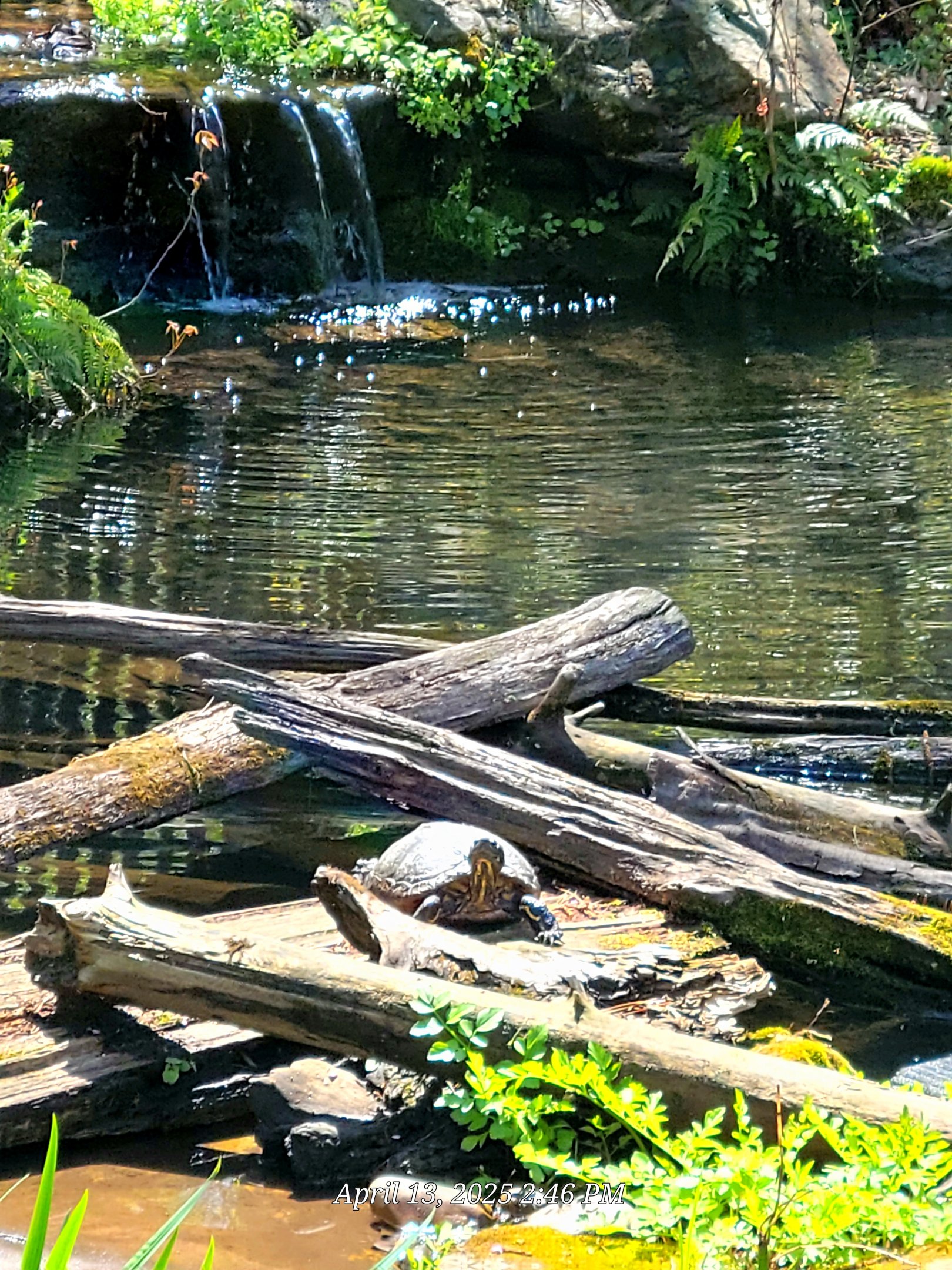 Turtle Pond-April 2025