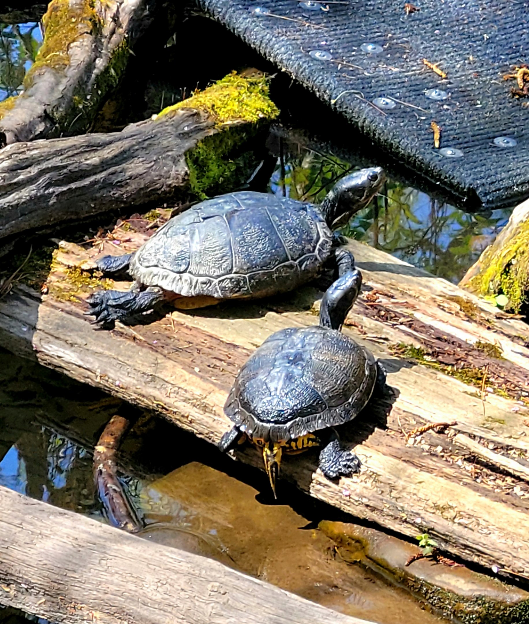 Turtle Pond-April 2025