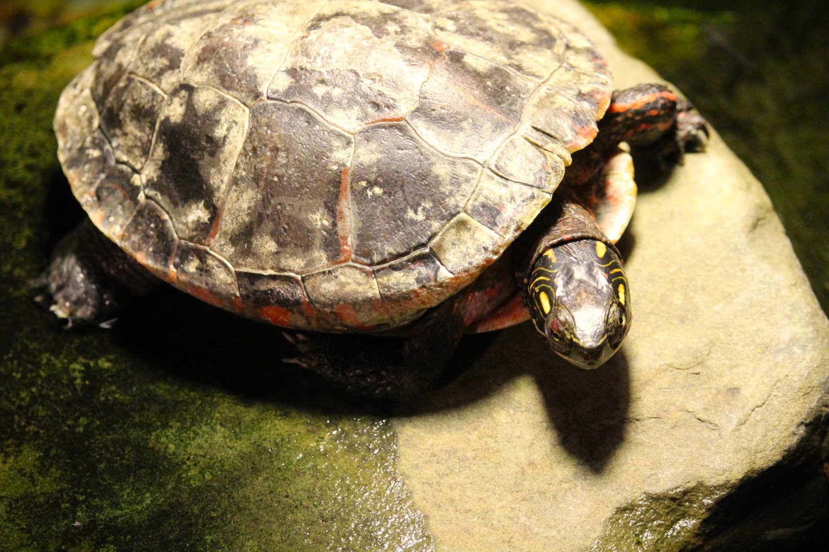 Turtle Pond - Eastern Painted Turtle
