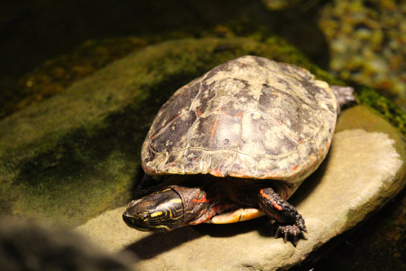 Turtle Pond - Eastern Painted Turtle