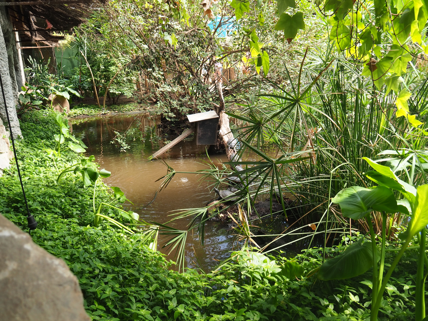 Turtle pond in the tropical house, 2019-08-04