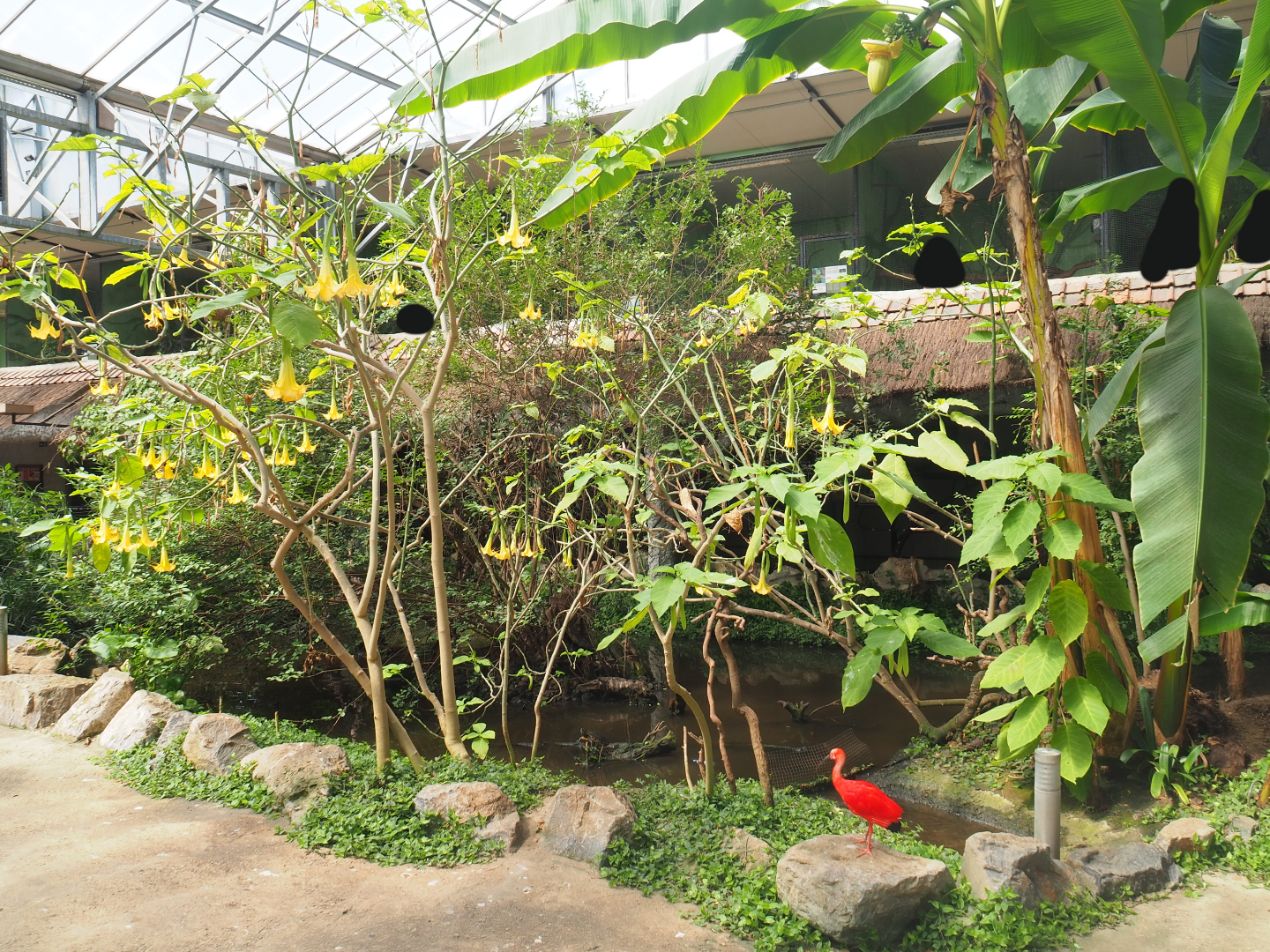 Turtle pond in the tropical house, 2019-08-04