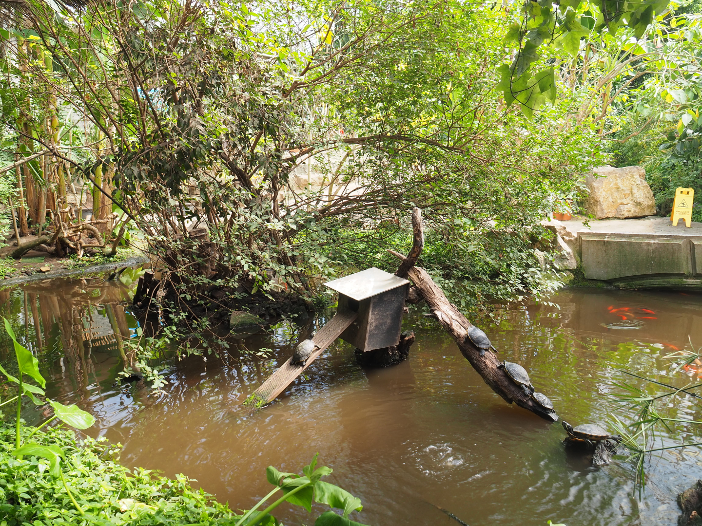 Turtle pond in the tropical house, 2019-08-04