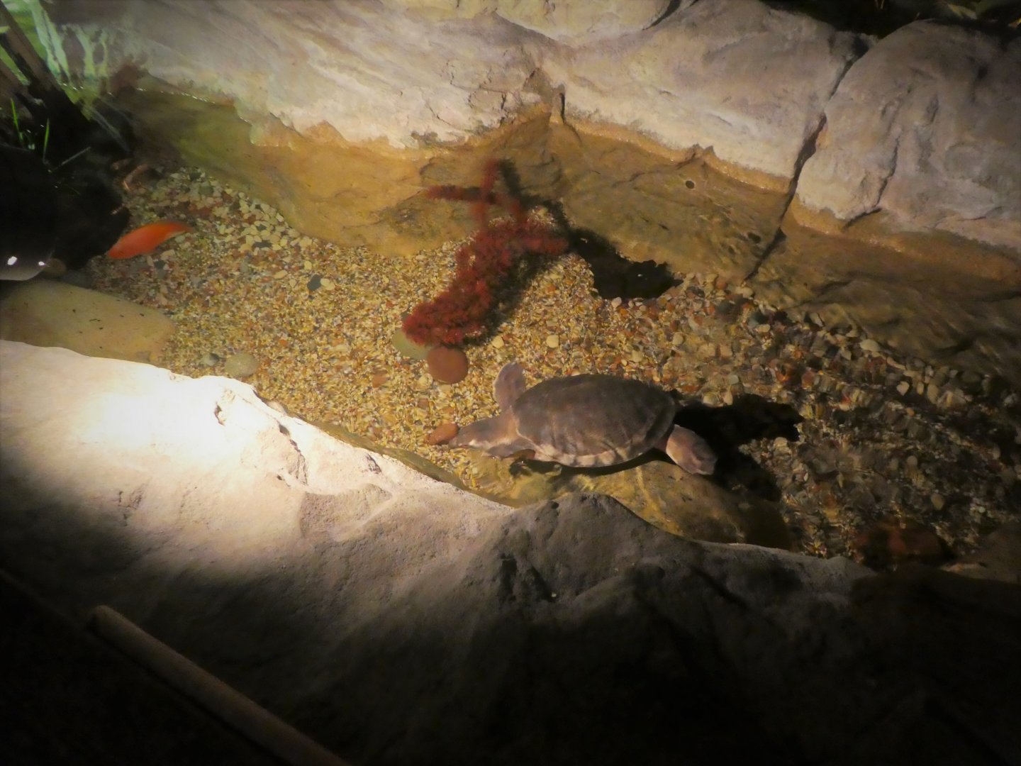 Turtle Pond - Pig-nosed Turtle Exhibit