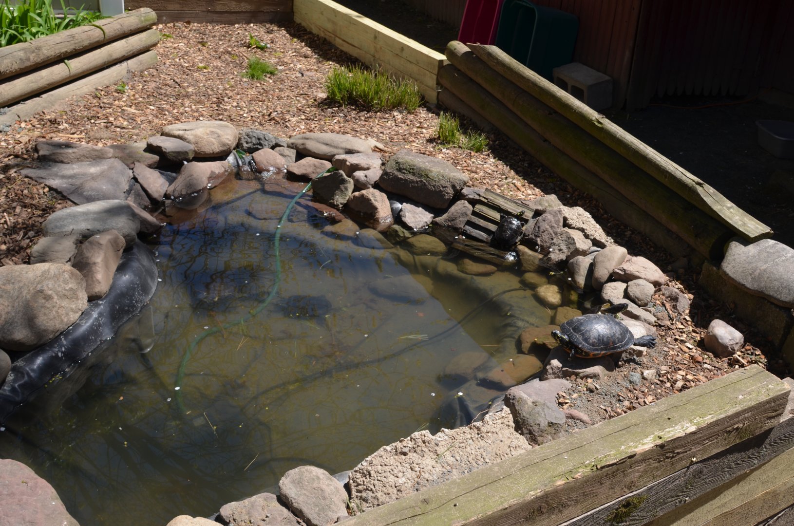 Turtle Pond (Red Eared, Yellow Eared)