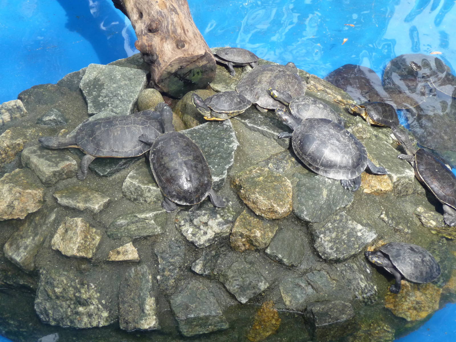 turtle pond riozoo