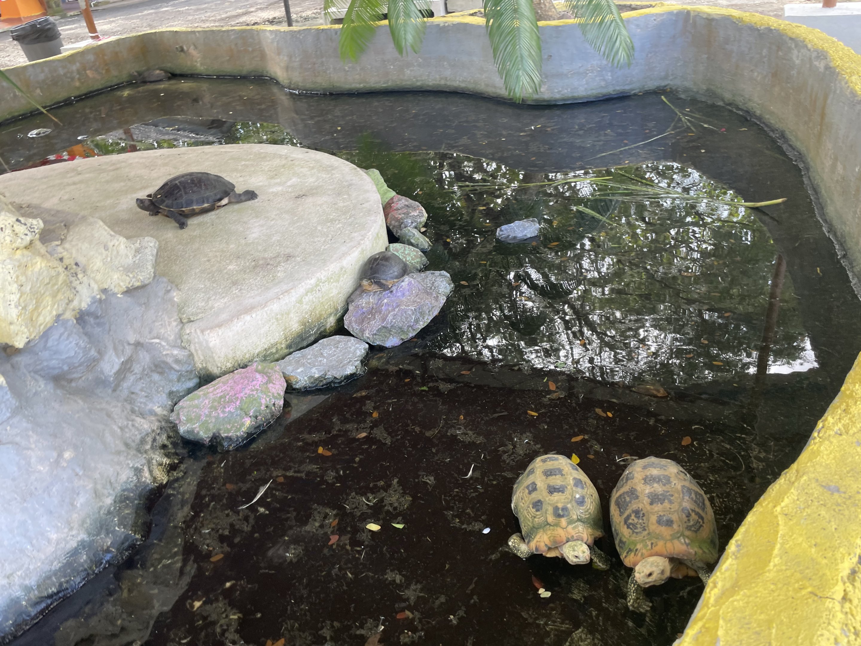 Turtle Pond with Elongated Tortoise