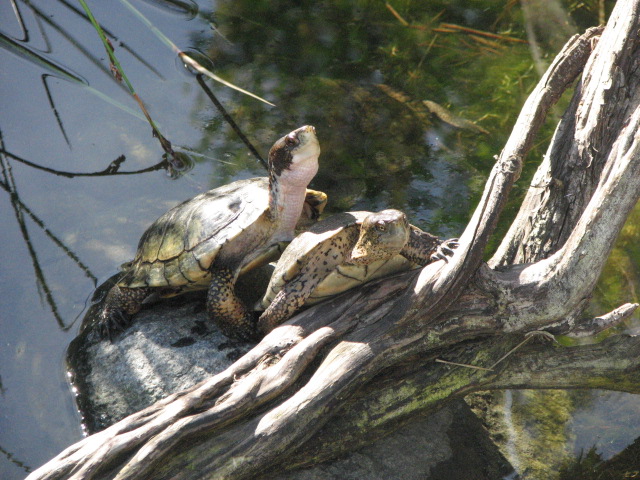 Turtle pond