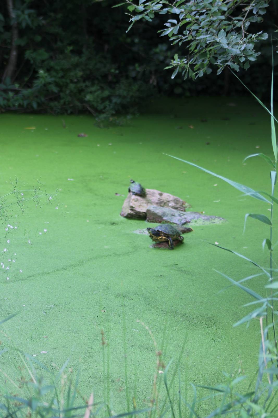 Turtle pond