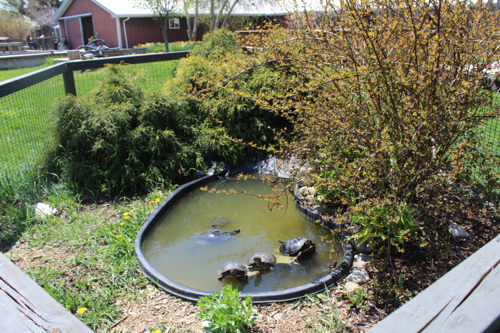 Turtle Pond