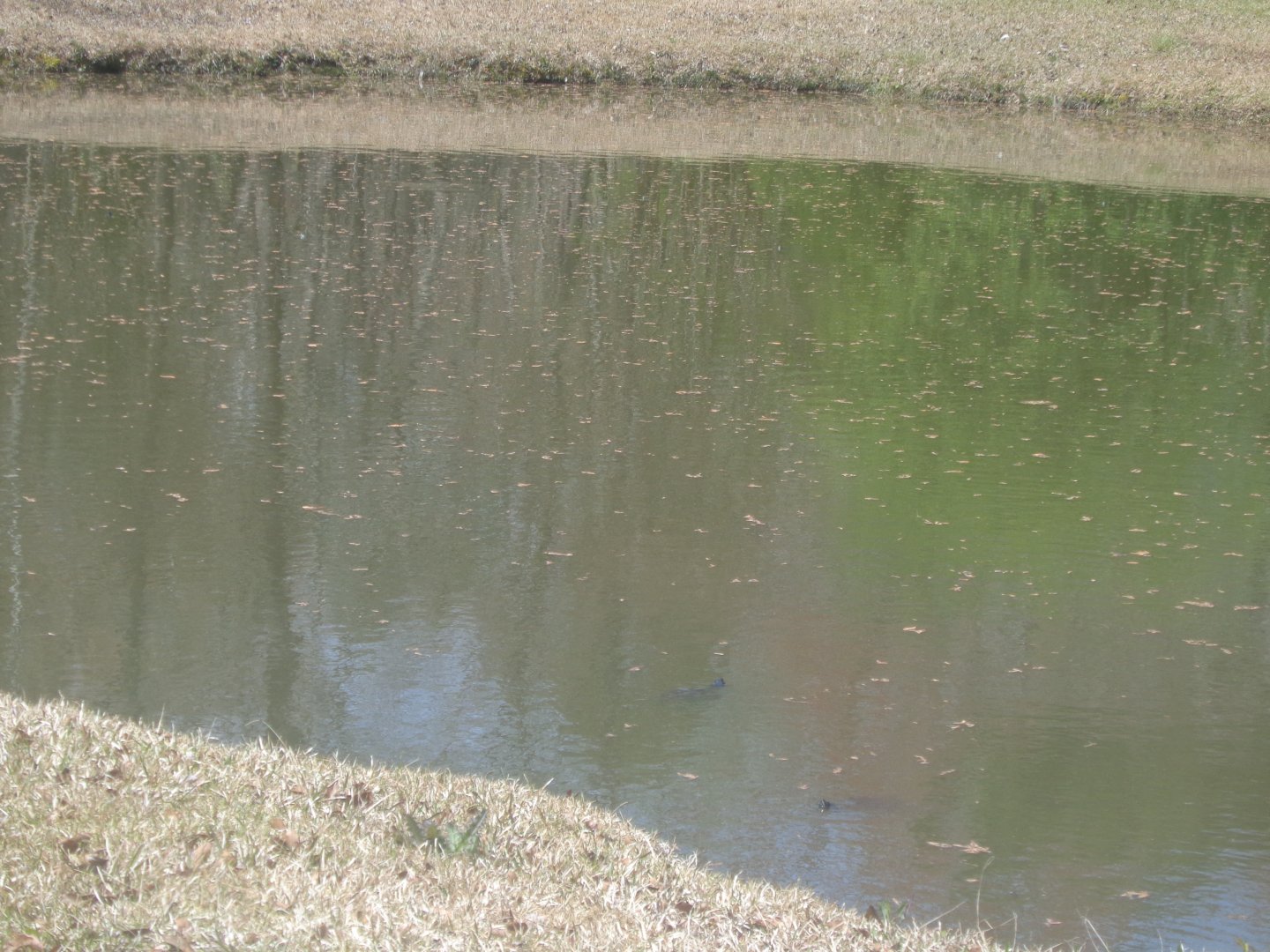 Turtle pond
