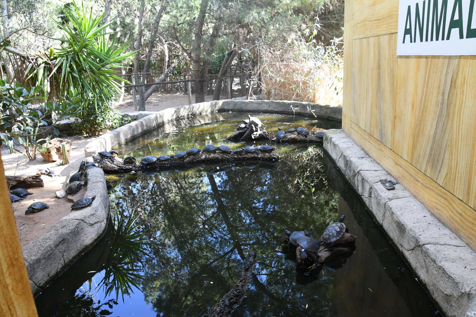Turtle pond