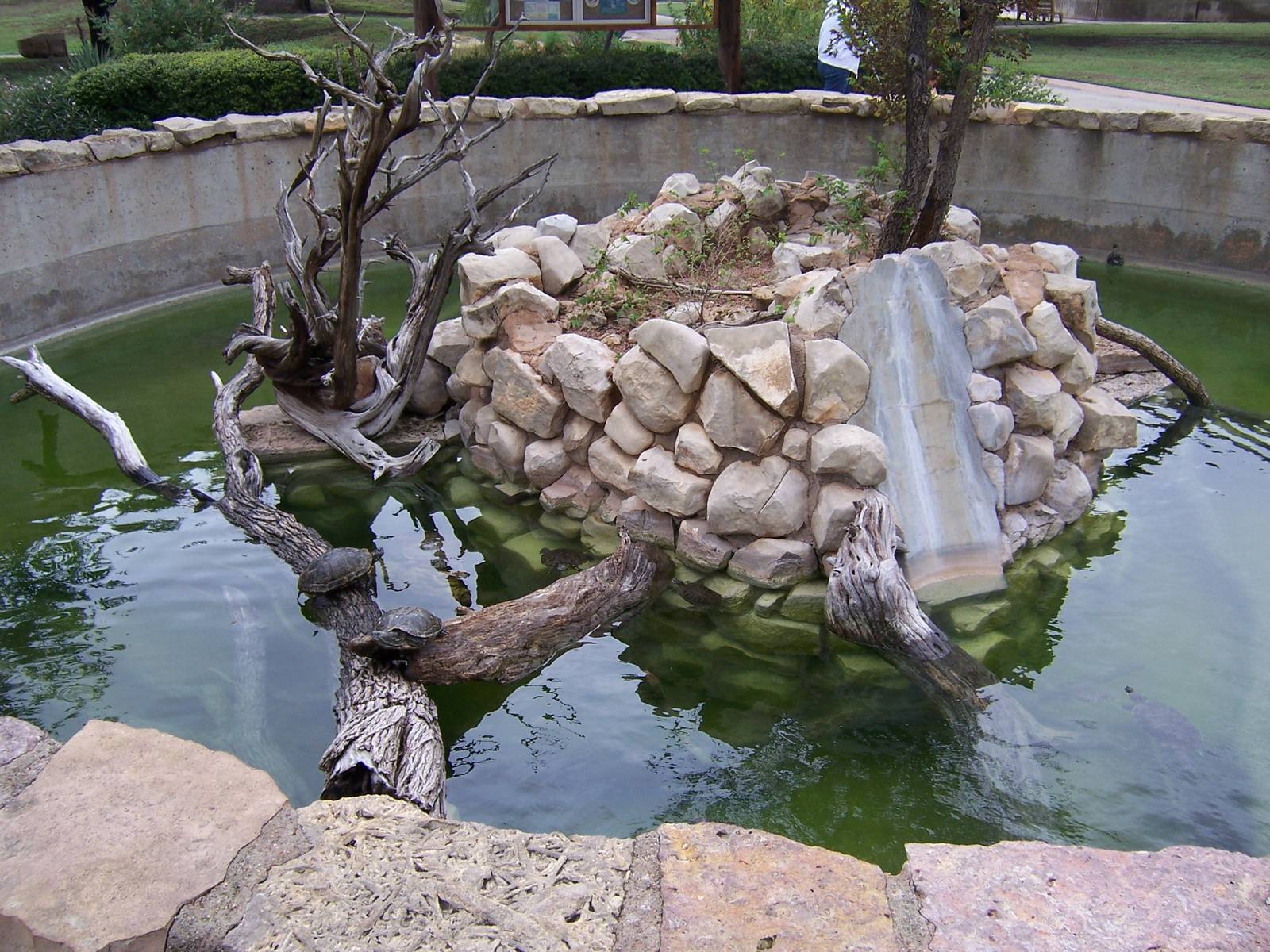 Turtle Pond