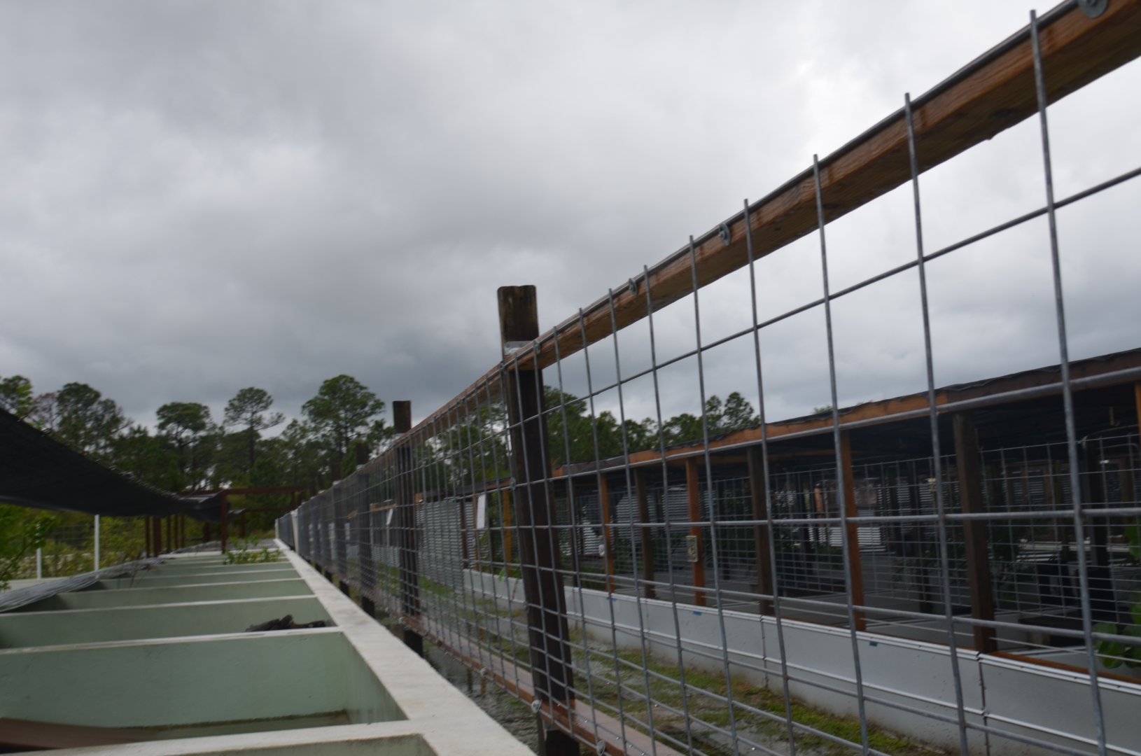 Turtle Ponds / Iguana Row