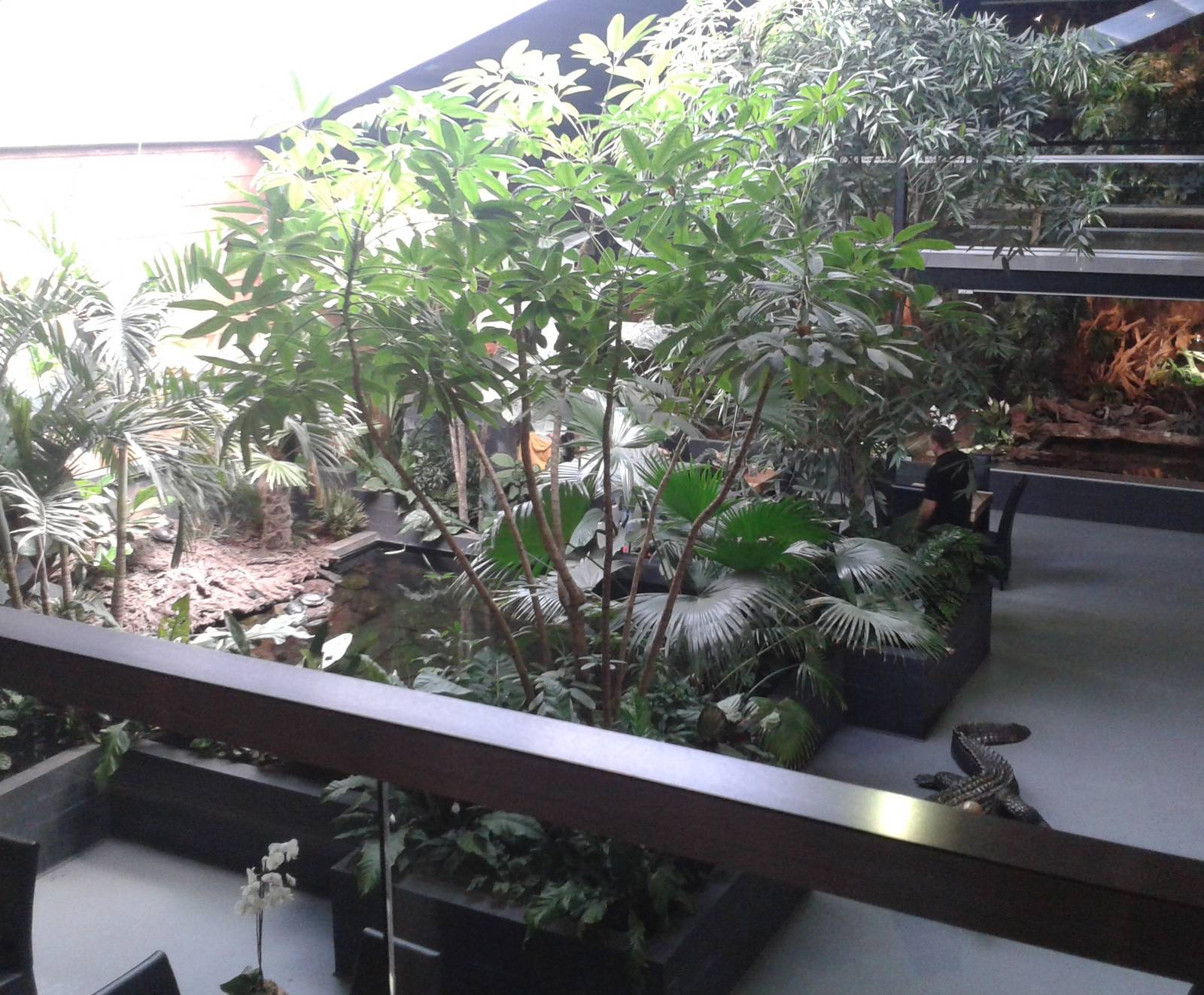 turtle-pool from above