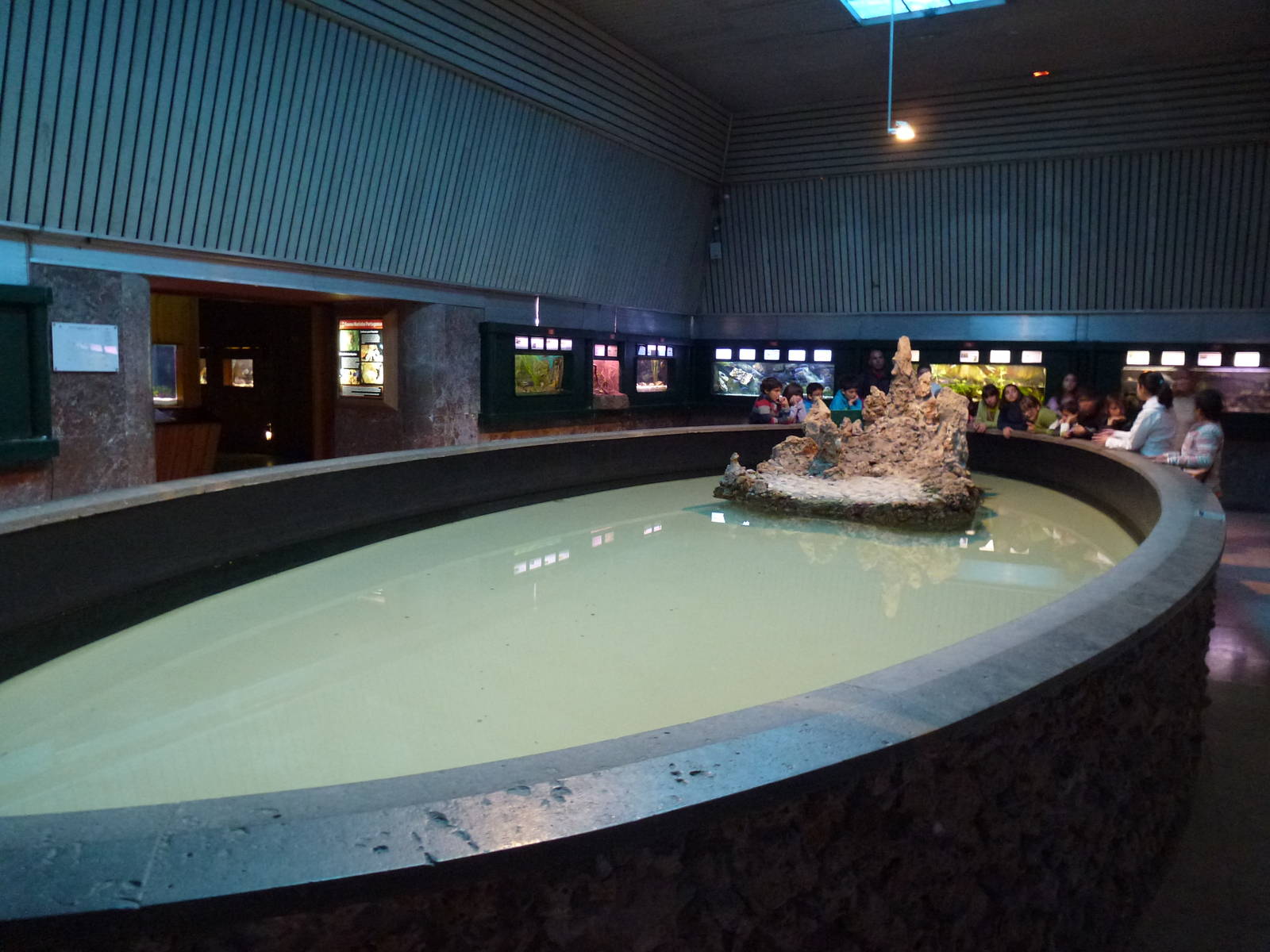 Turtle pool, November 2013.