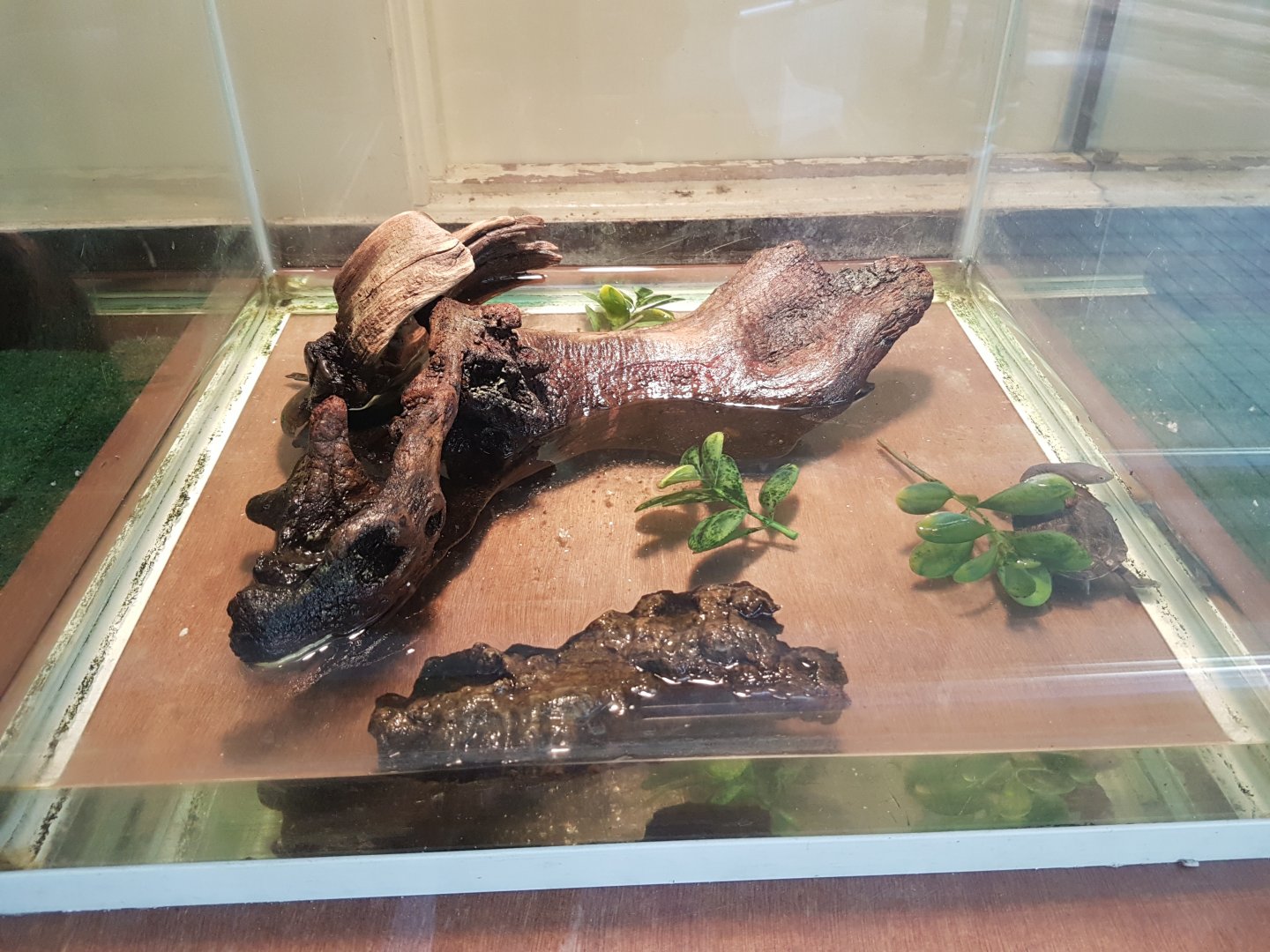 Turtle raising-tank