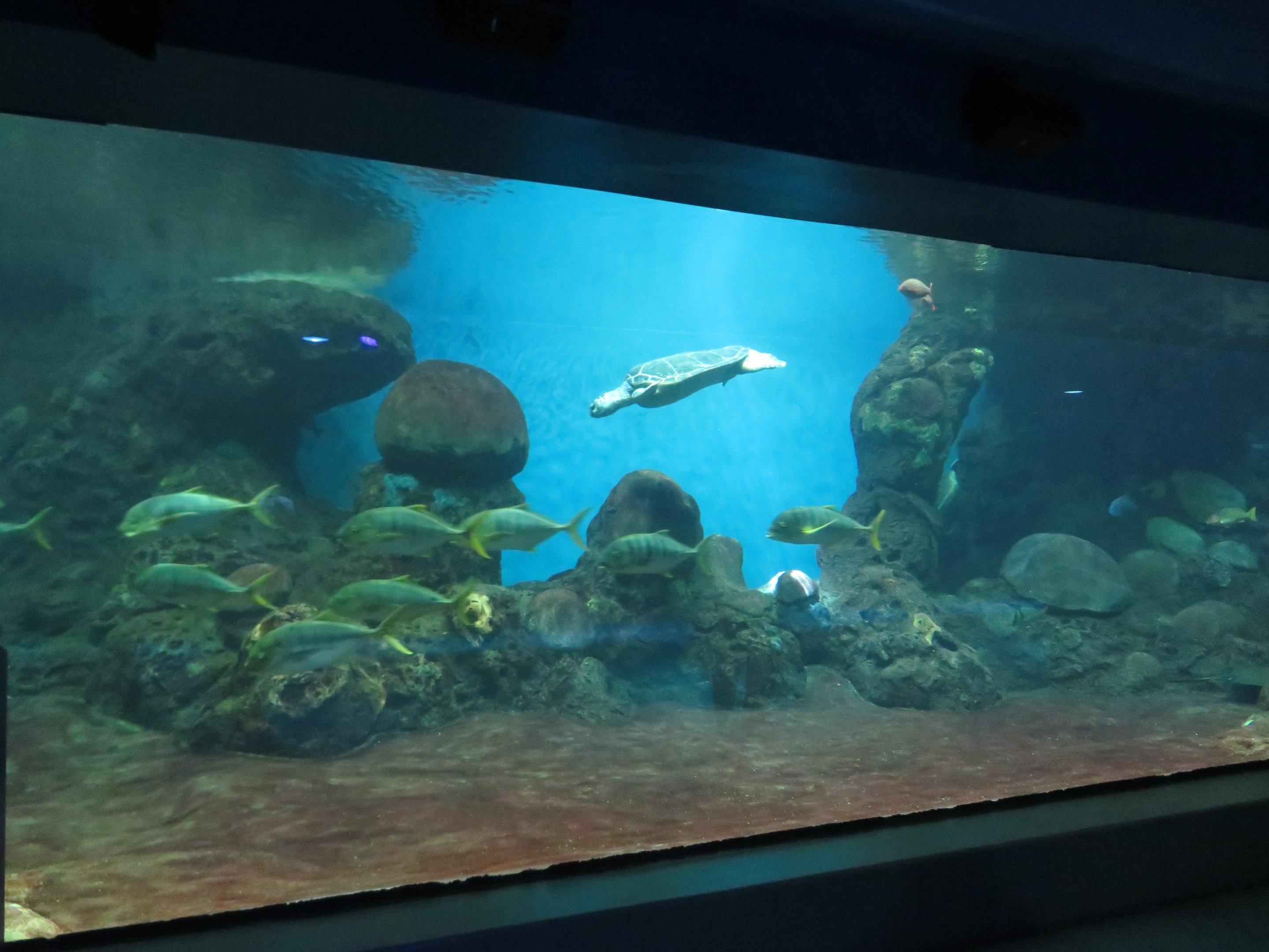 Turtle Reef Exhibit