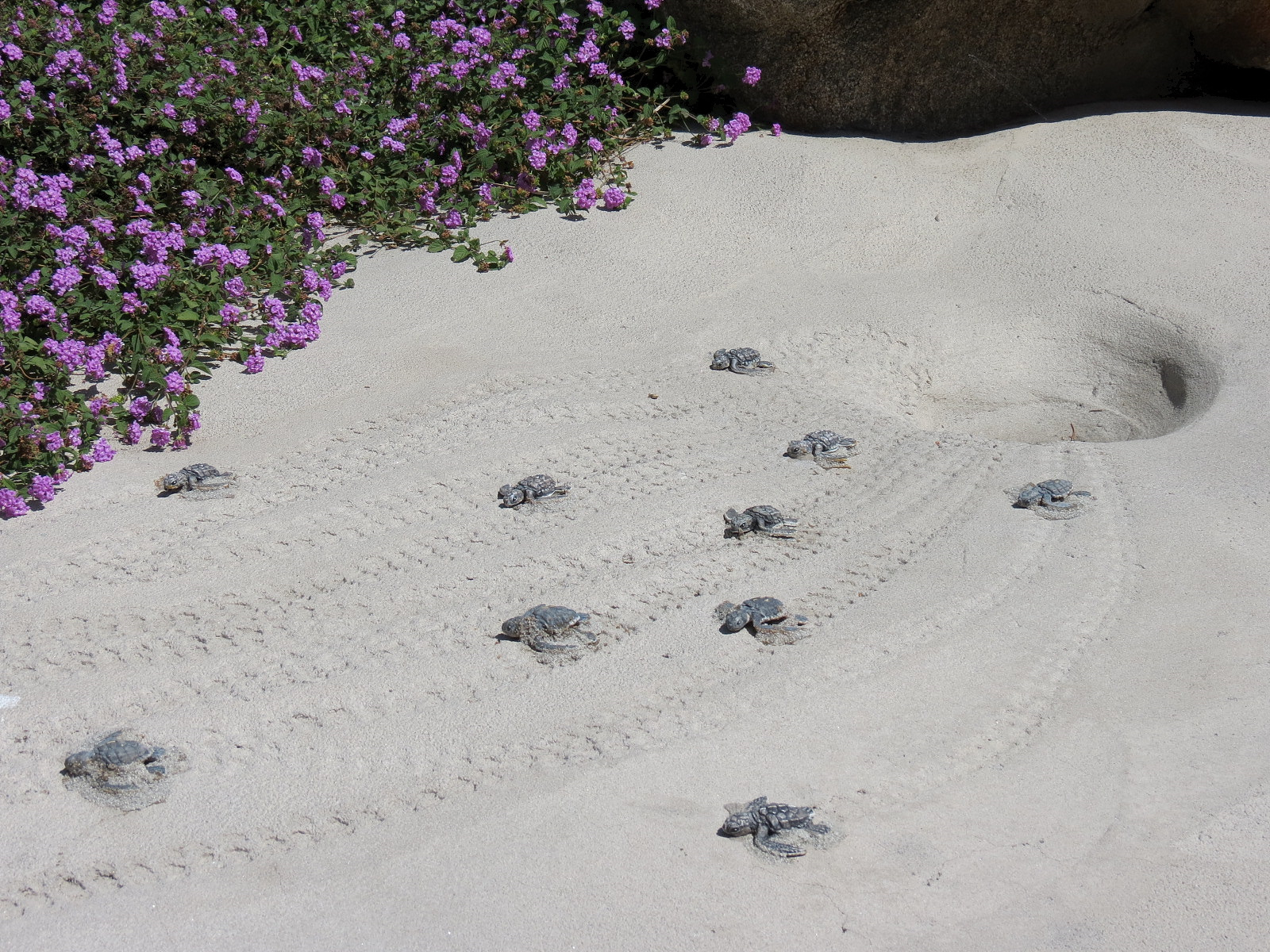 Turtle Reef - Simulated Turtle Hatchlings