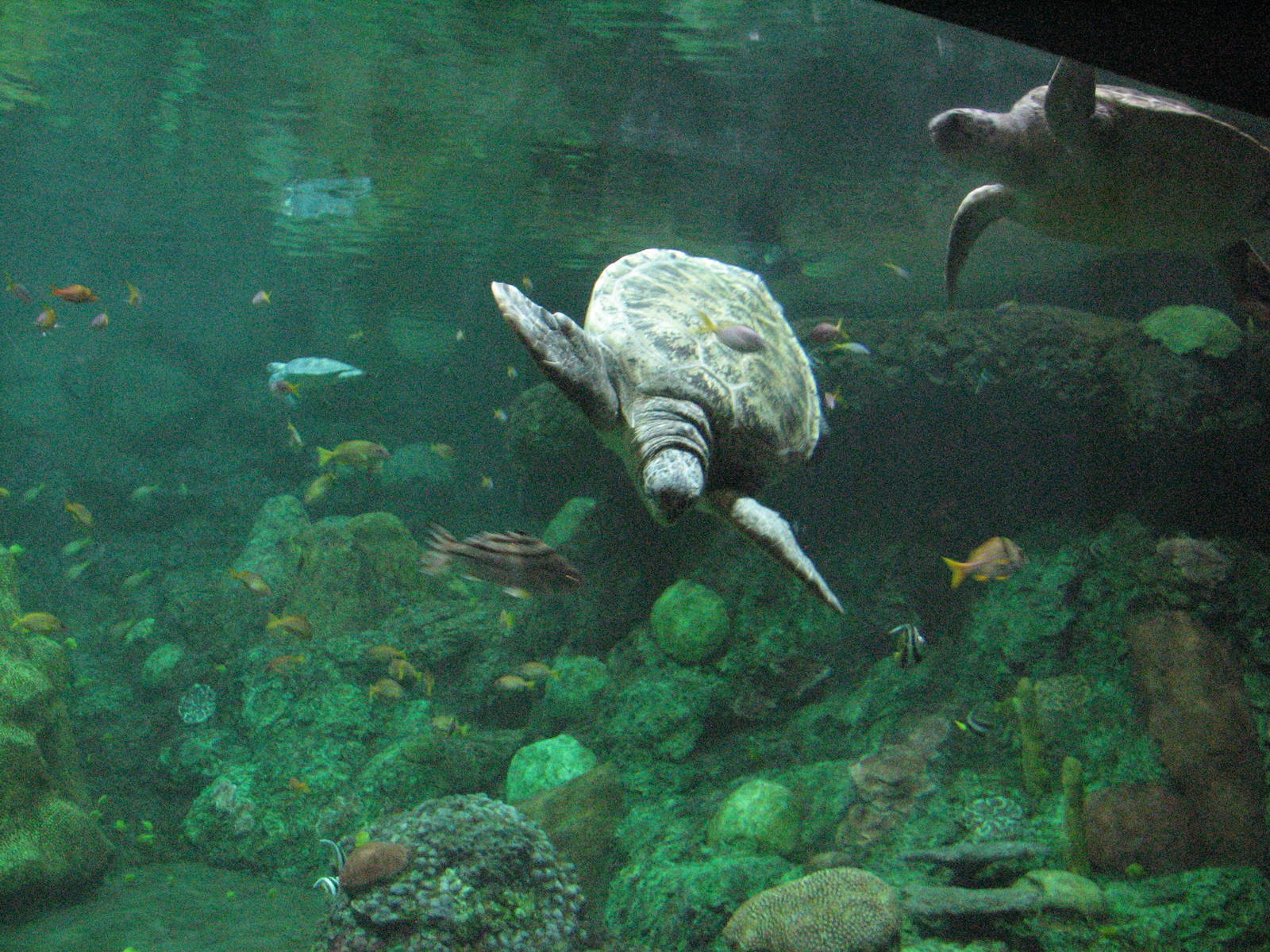 Turtle Reef