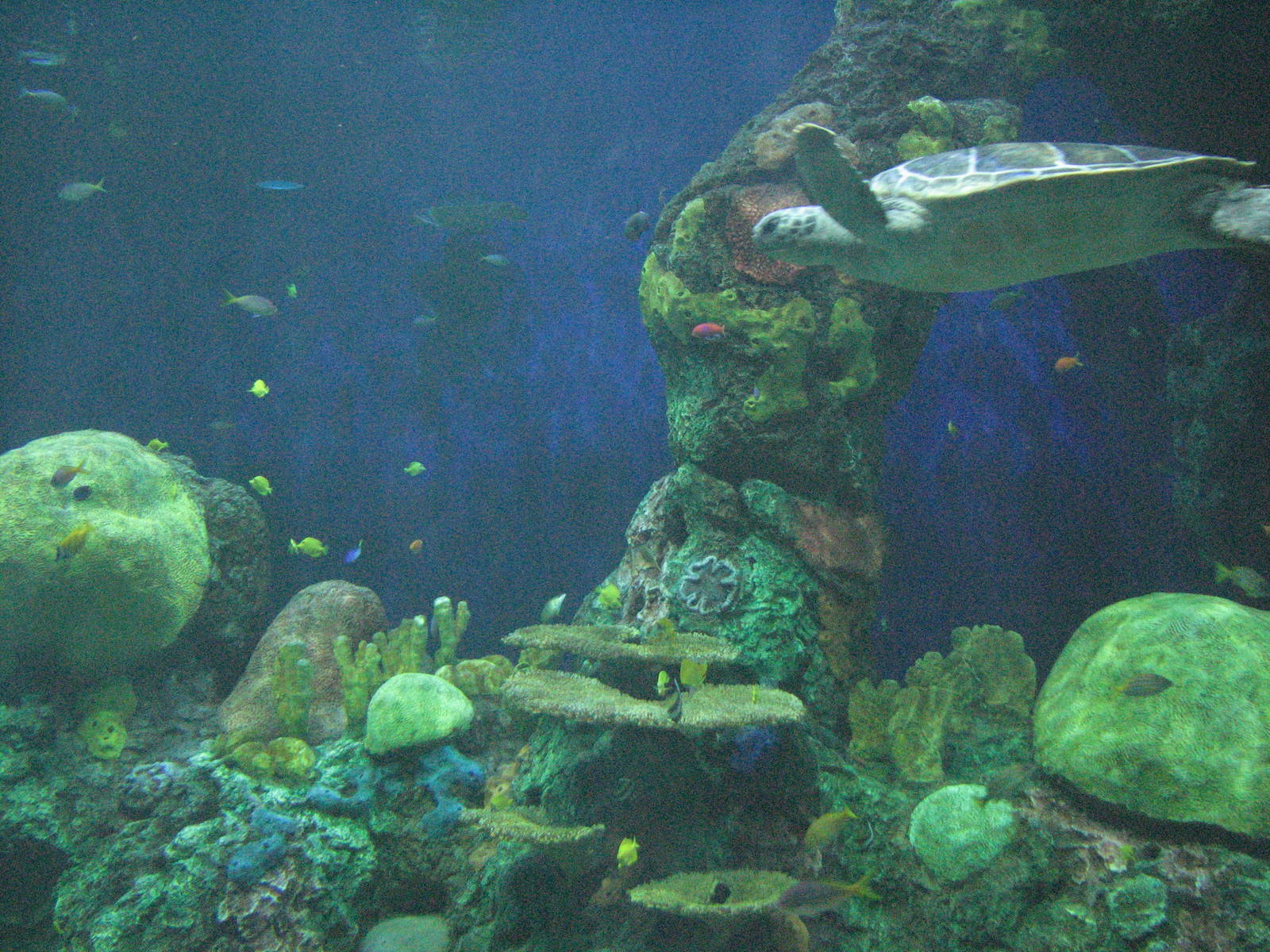 Turtle Reef