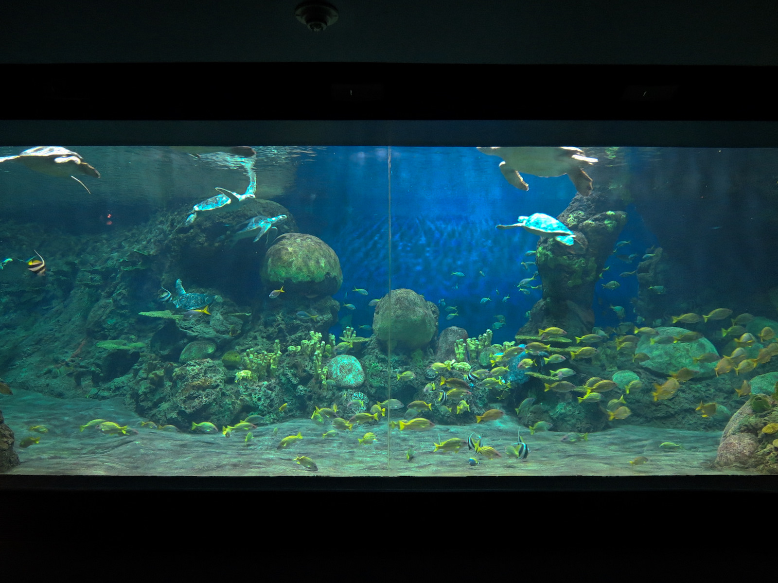 Turtle Reef