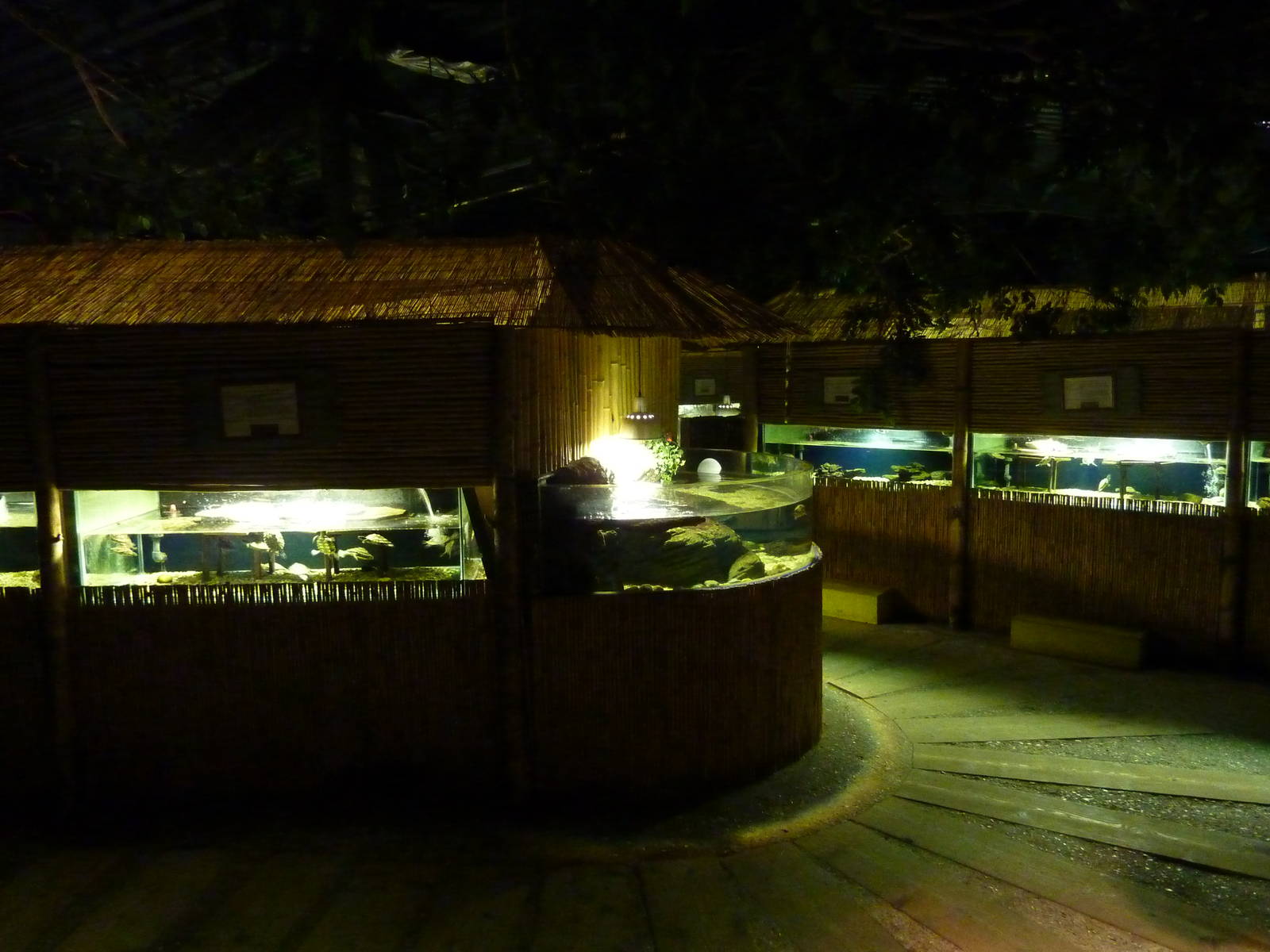 Turtle sanctuary, 8th Feb 2012