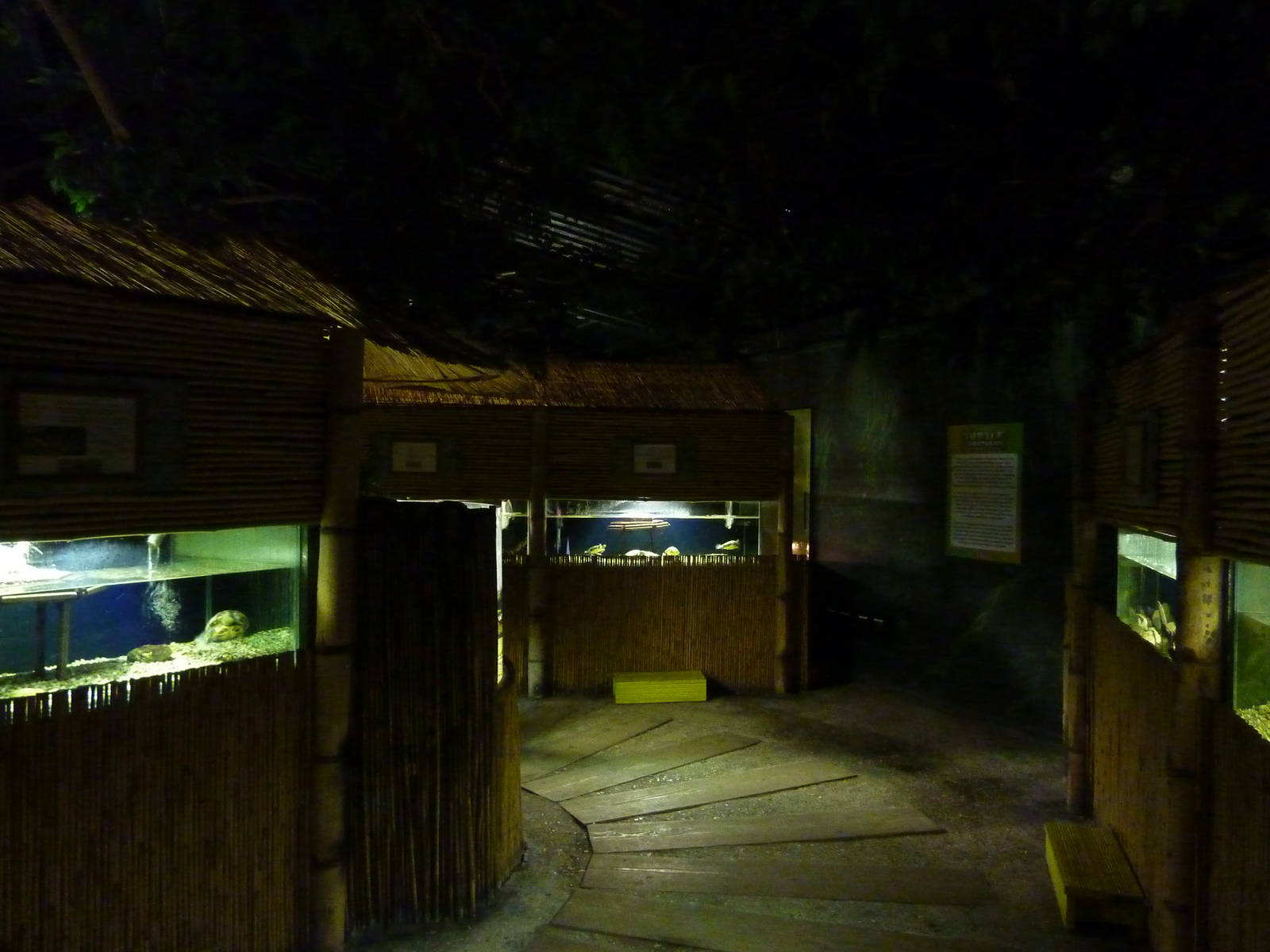 Turtle sanctuary, 8th Feb 2012