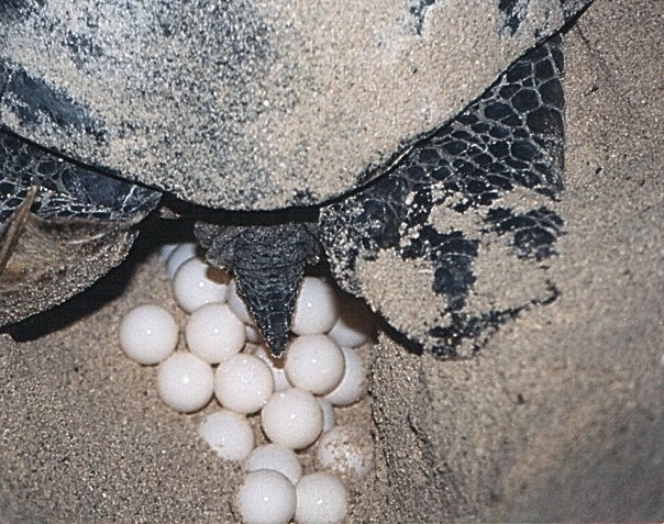 Turtle sat on ping-pong balls
