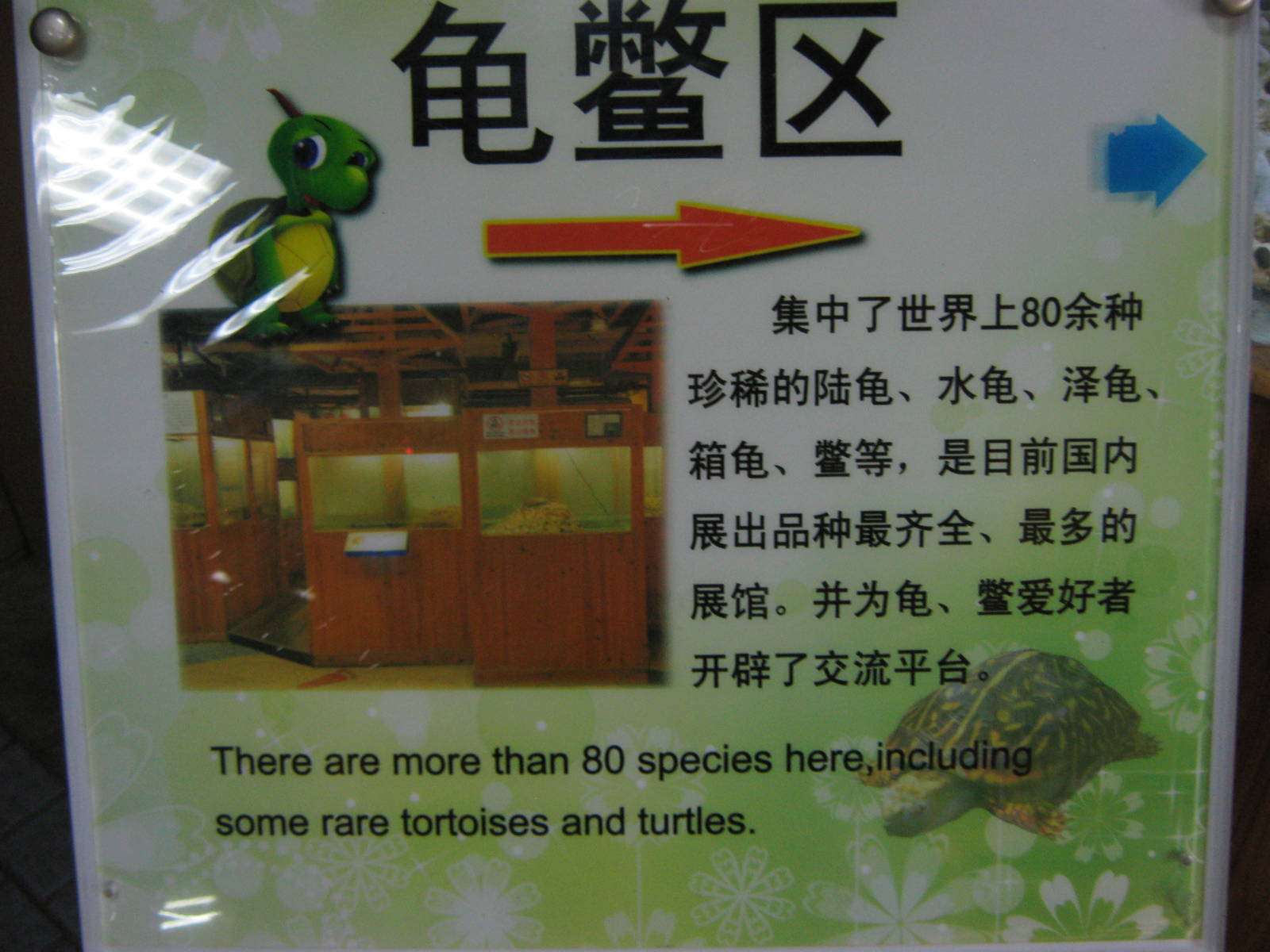 turtle section