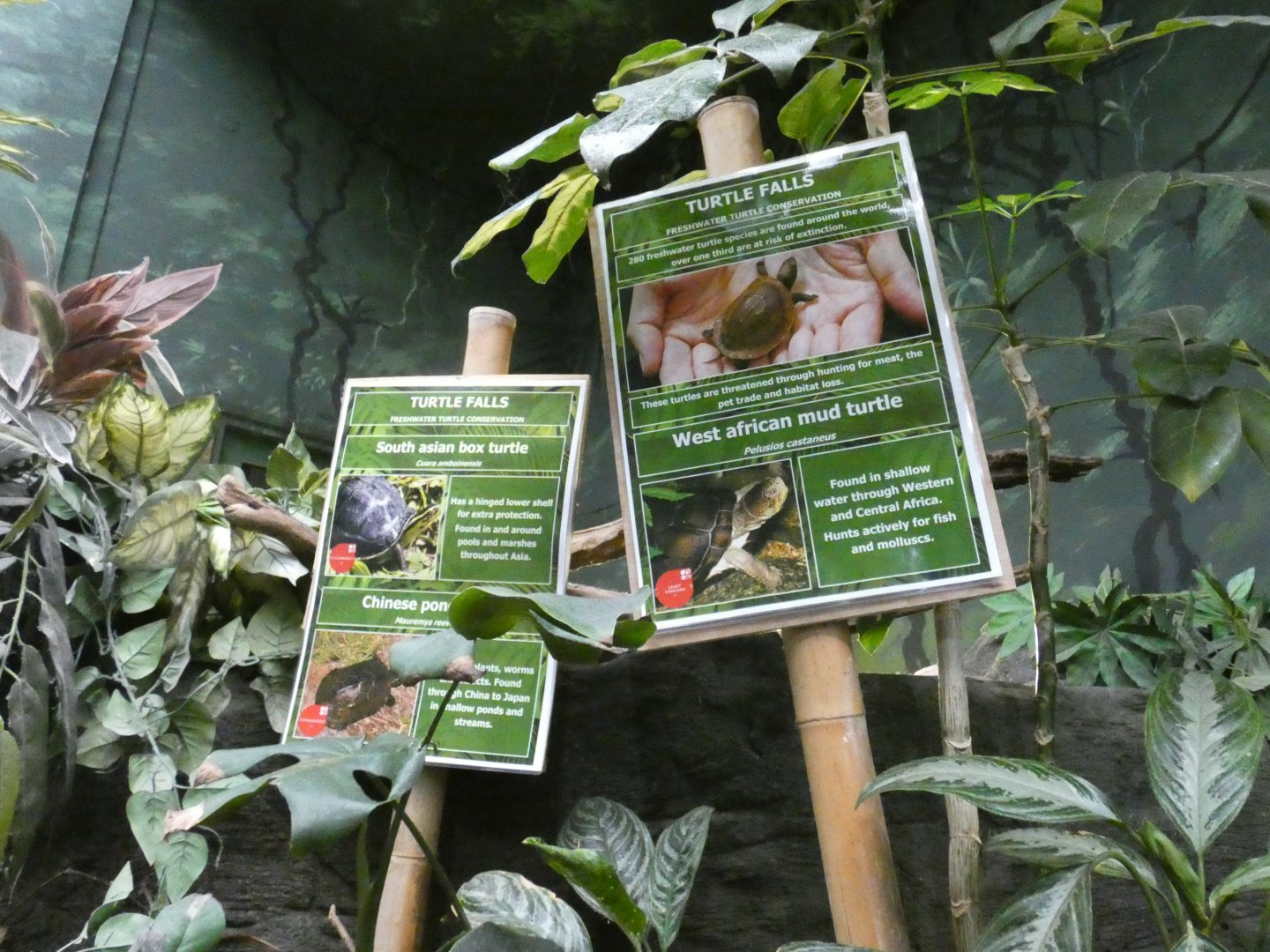 Turtle signage