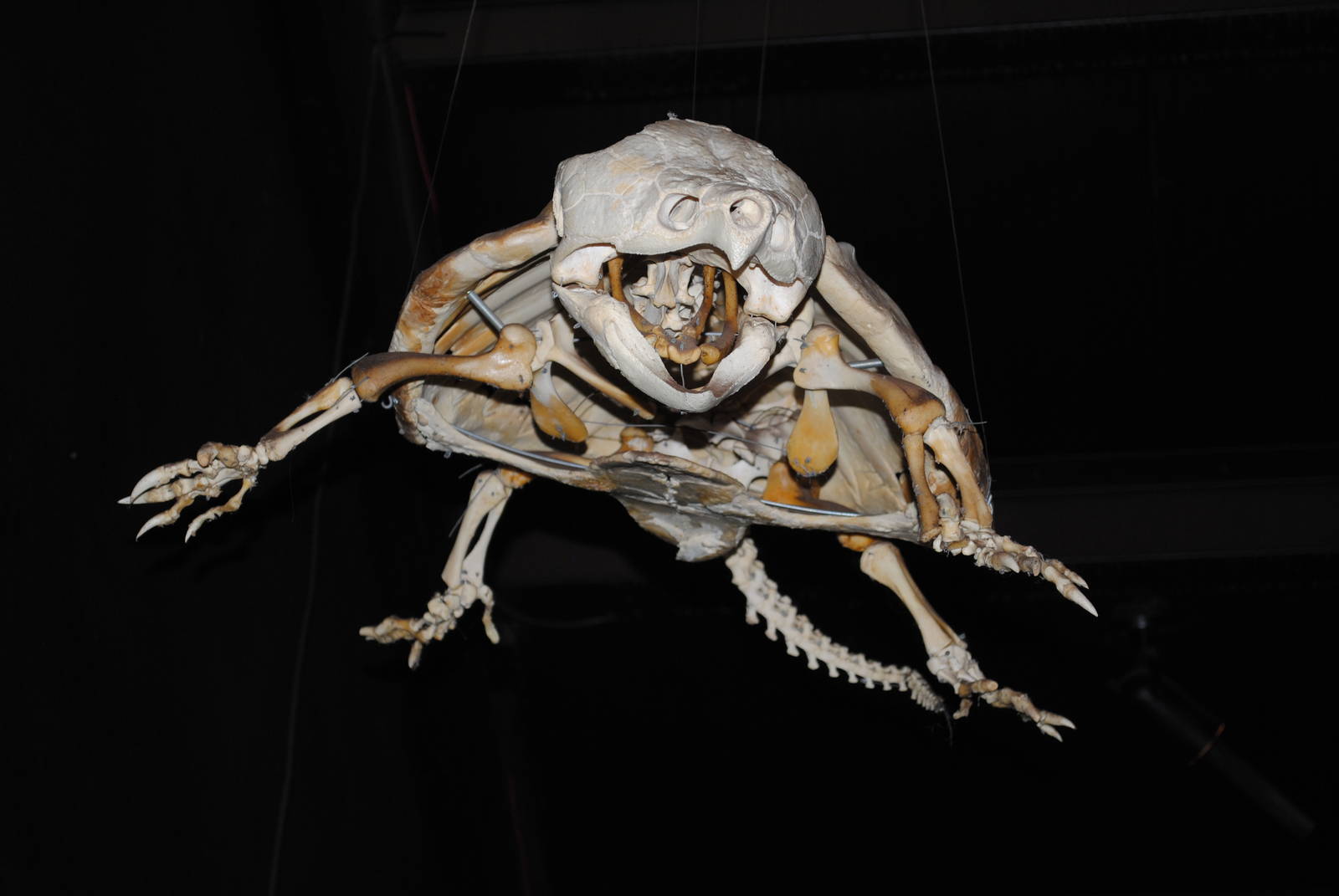 Turtle Skeleton (Main Galery)