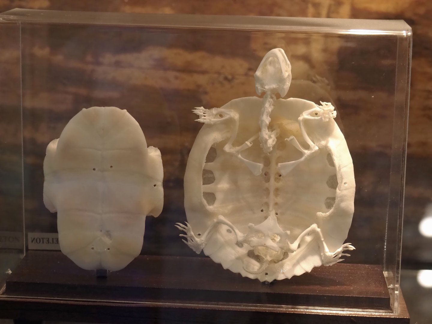 Turtle skeleton (Possibly pond sider, Trachemys scripta), 2025-04-12