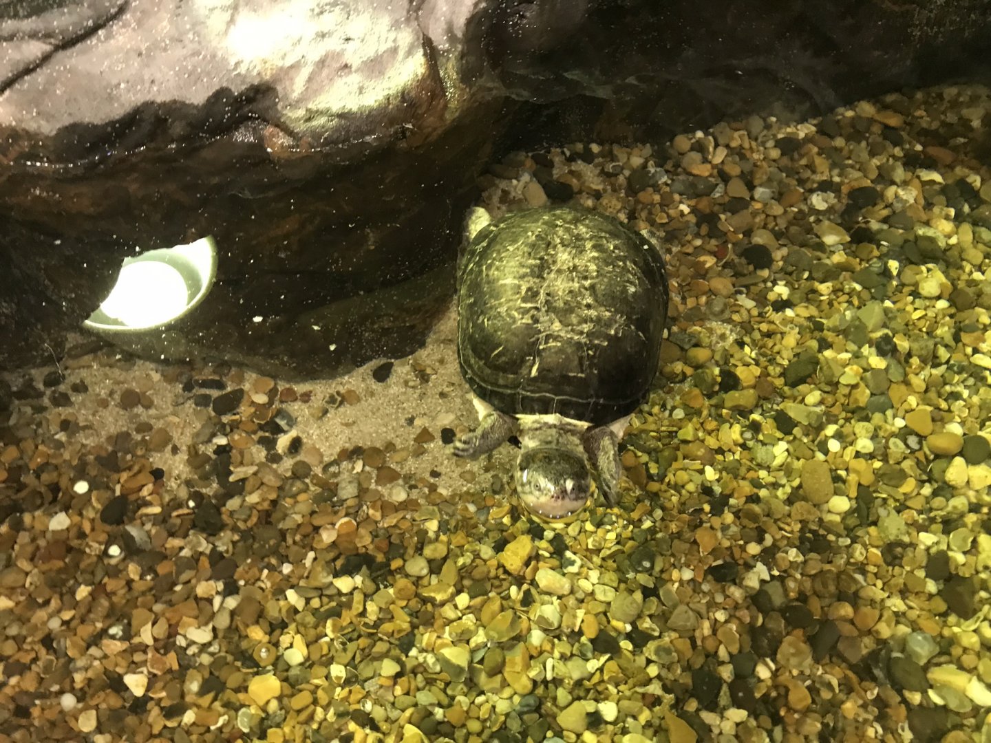 Turtle sp. 090818