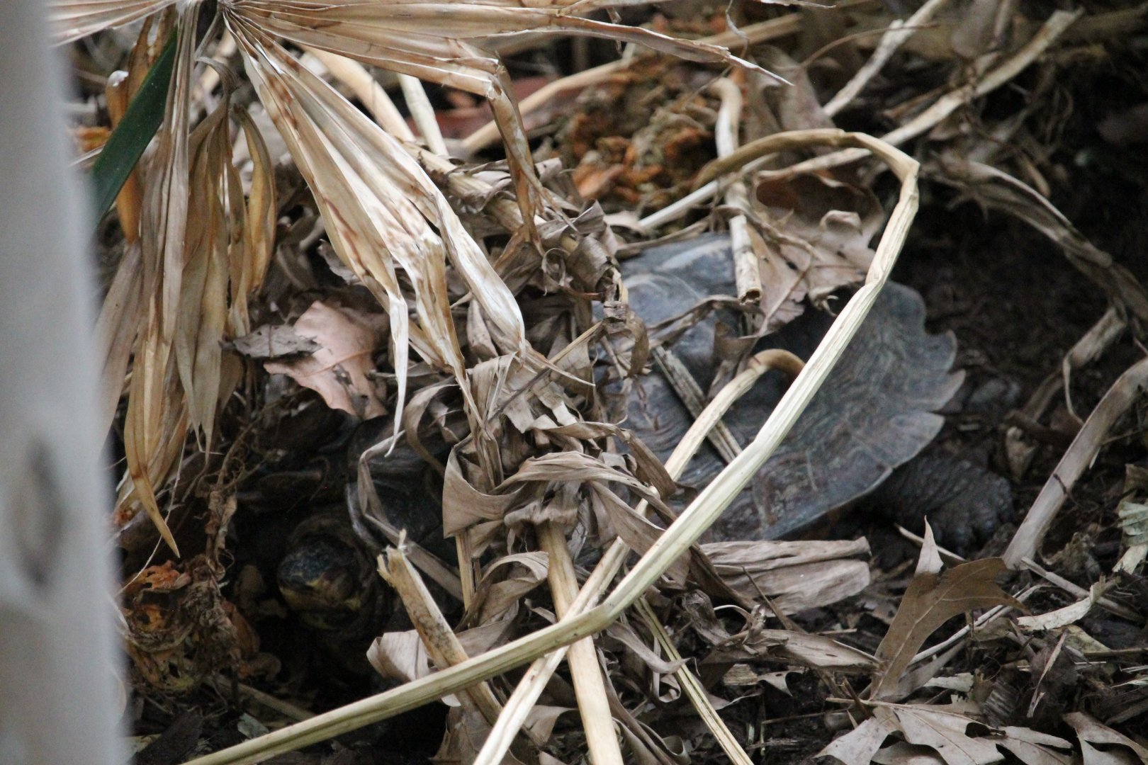 Turtle sp. in greenhouse