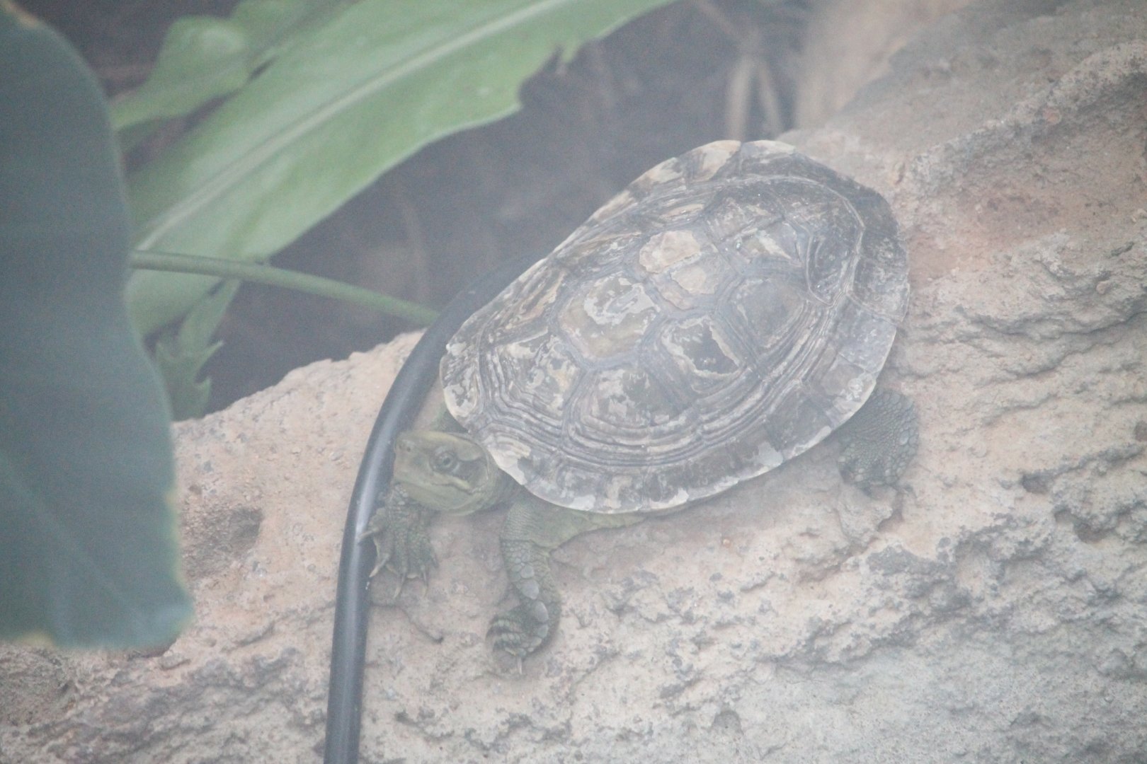 Turtle sp. in the Greenhouse