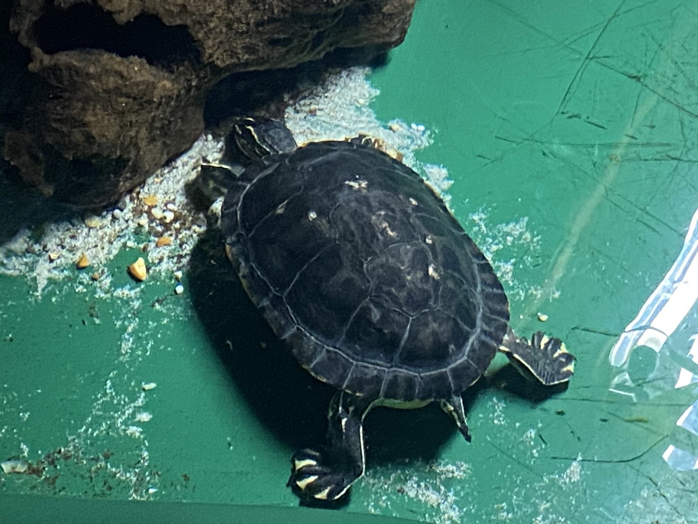 Turtle species 060125